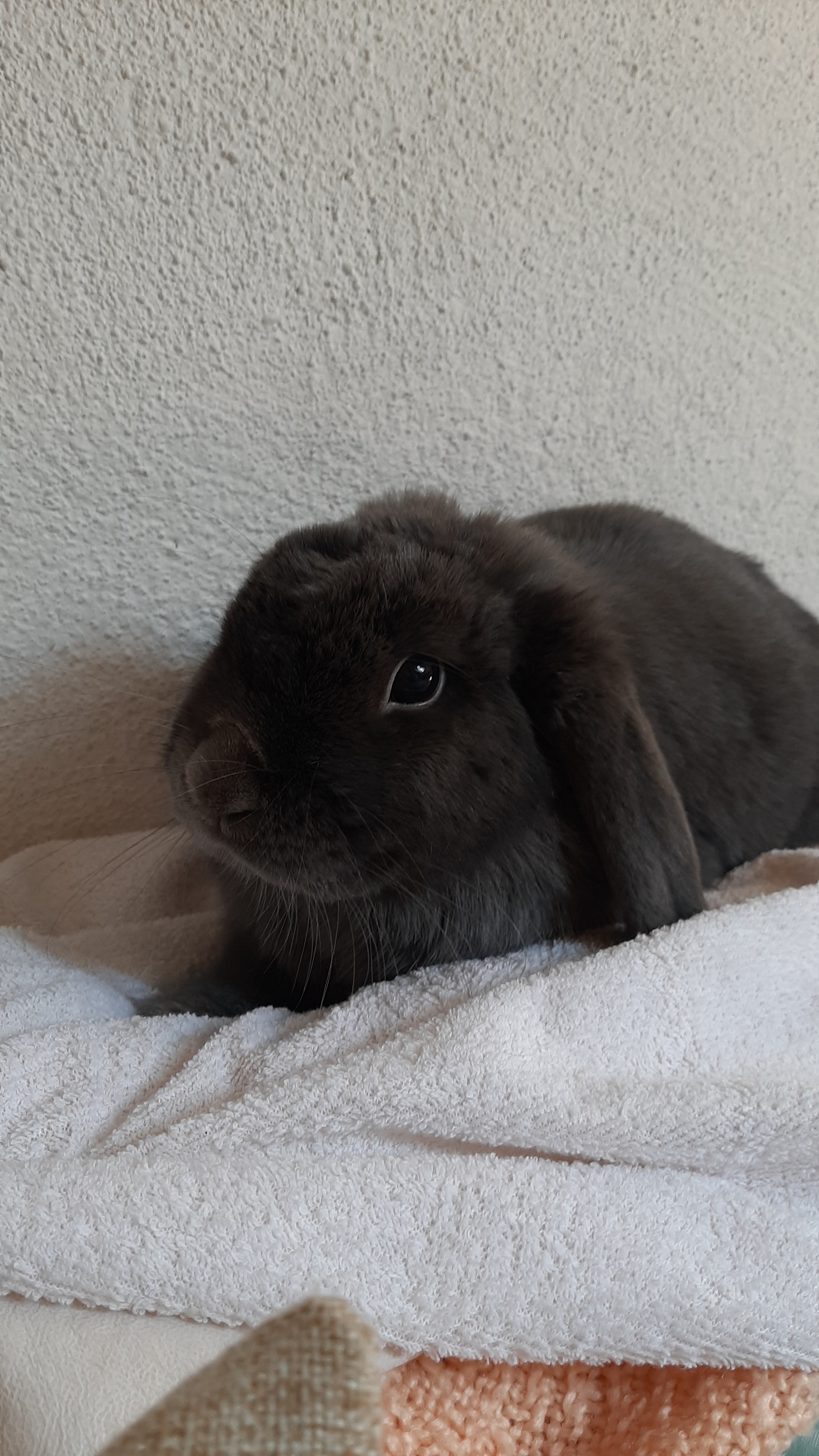 Urgent Dental Surgery for Chihiro the Bunny campaign photo, 4 of 8