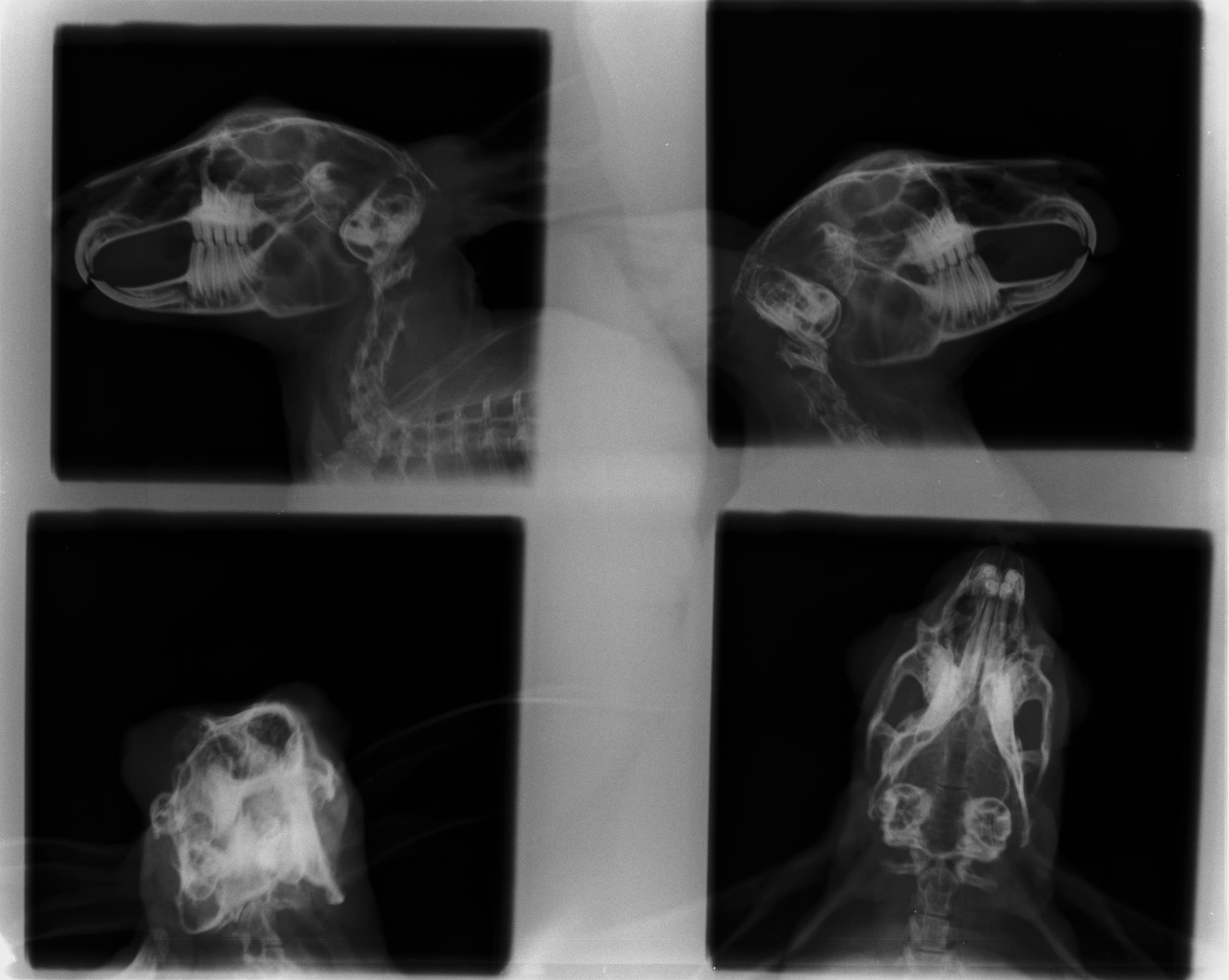 Urgent Dental Surgery for Chihiro the Bunny campaign photo, 6 of 8