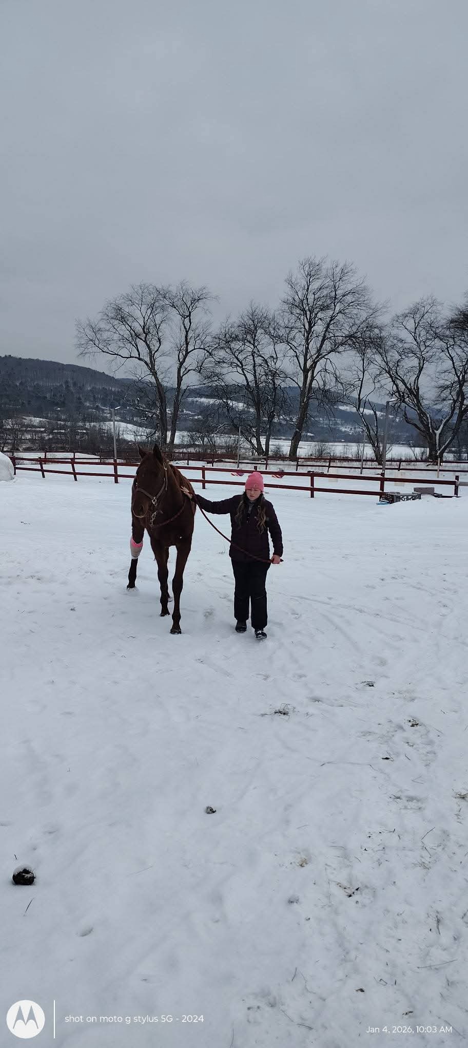 Support Our Sweet Mare's Road to Recovery campaign photo, 4 of 5