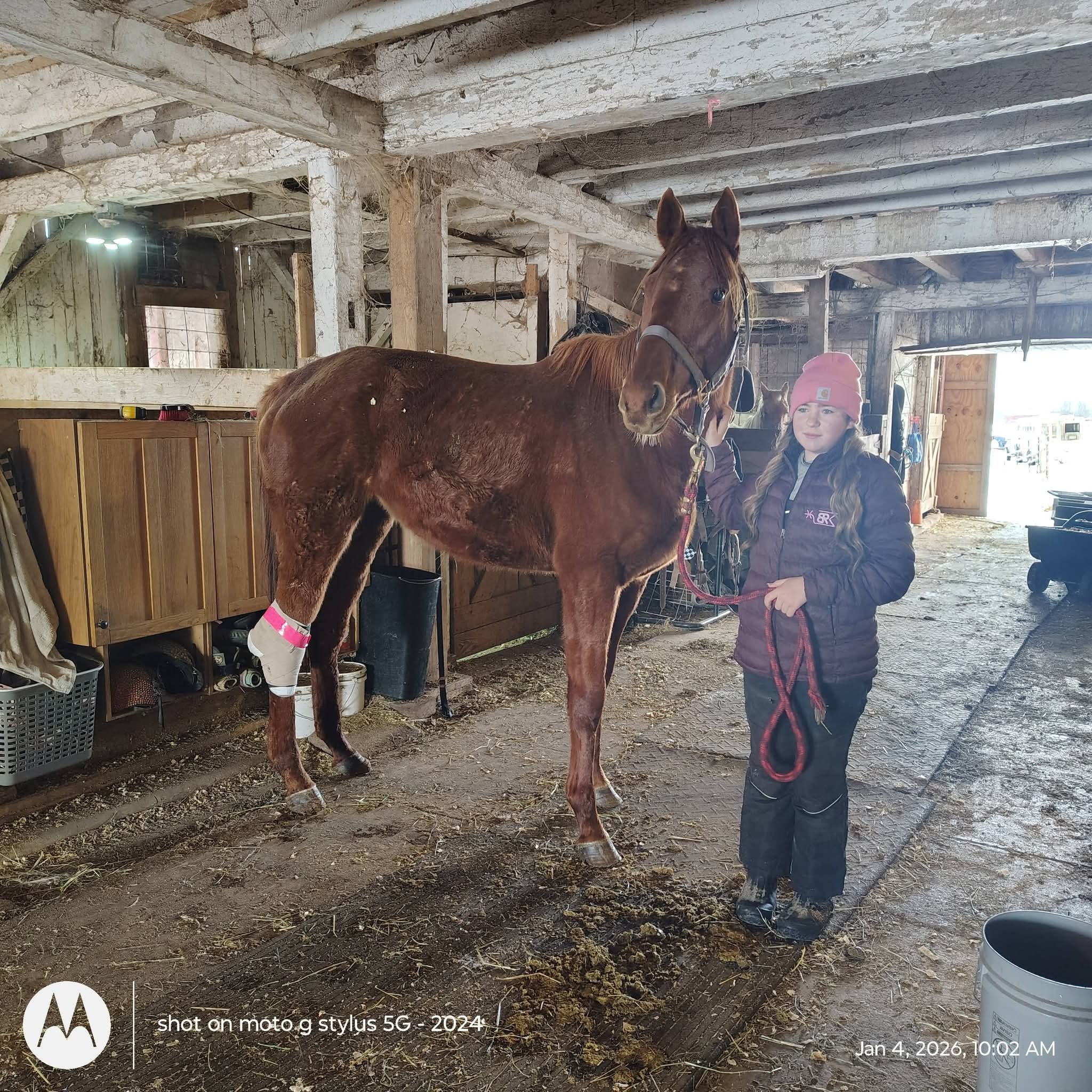 Support Our Sweet Mare's Road to Recovery campaign photo, 2 of 5