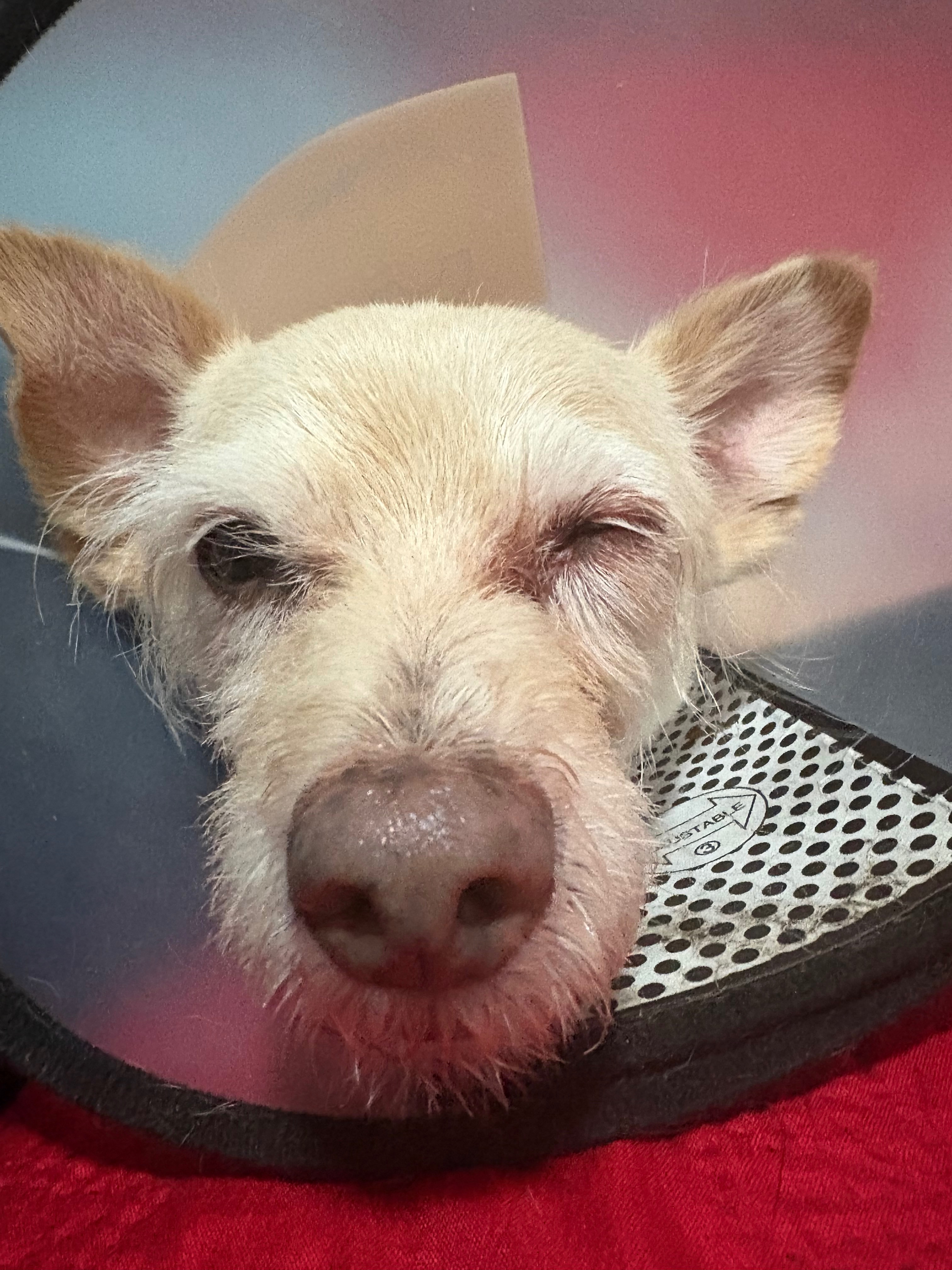 Help Save Coco’s Eye and Support Mayling campaign photo, 5 of 6
