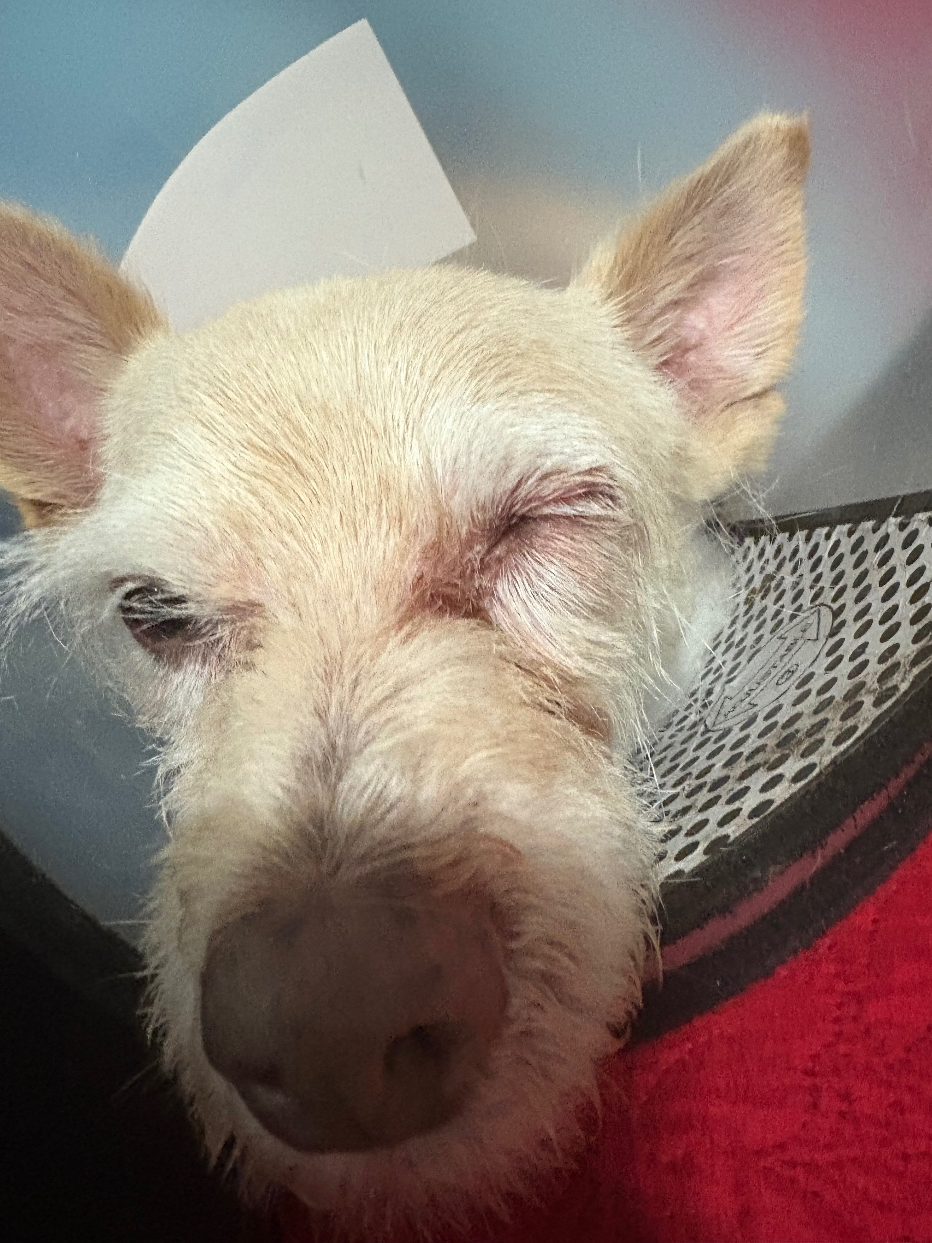 Help Save Coco’s Eye and Support Mayling campaign photo, 2 of 6