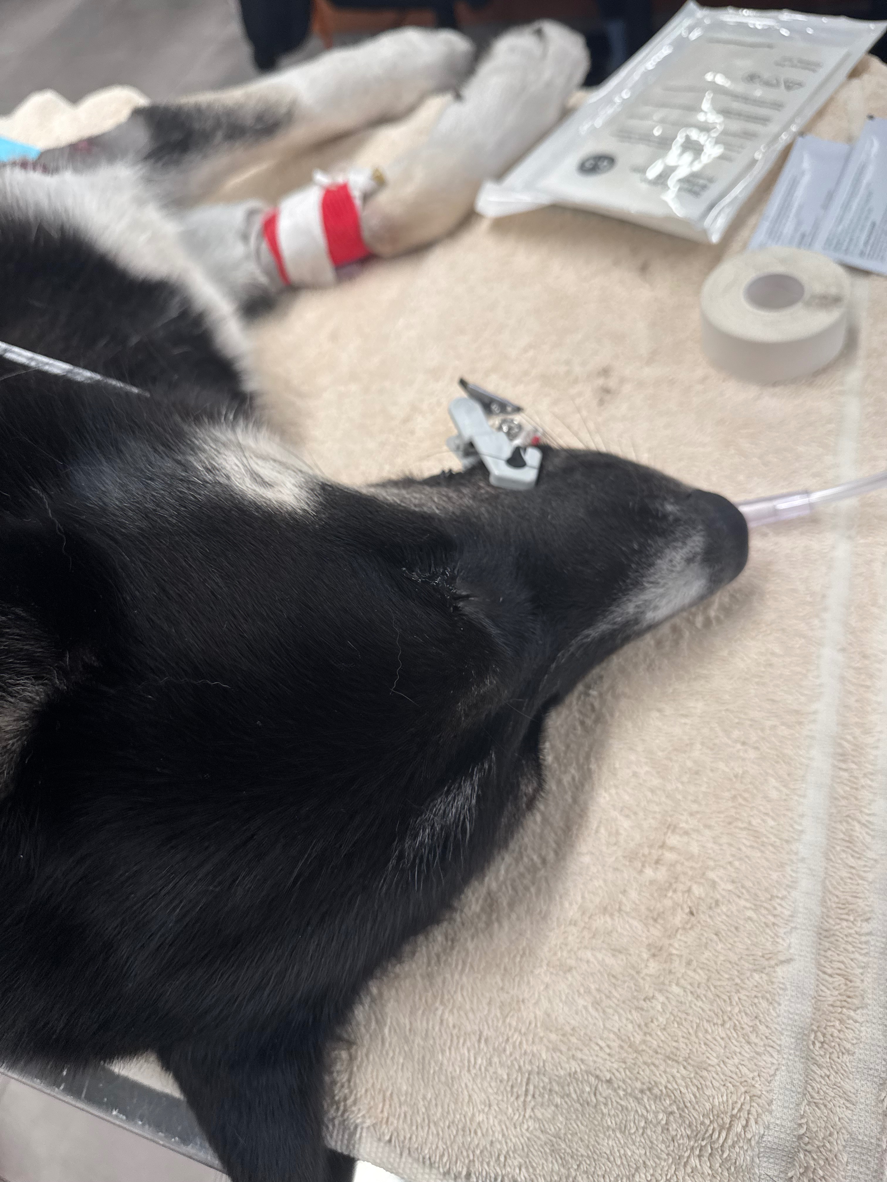 Help Ace Recover from a Pitbull Attack campaign photo, 5 of 6