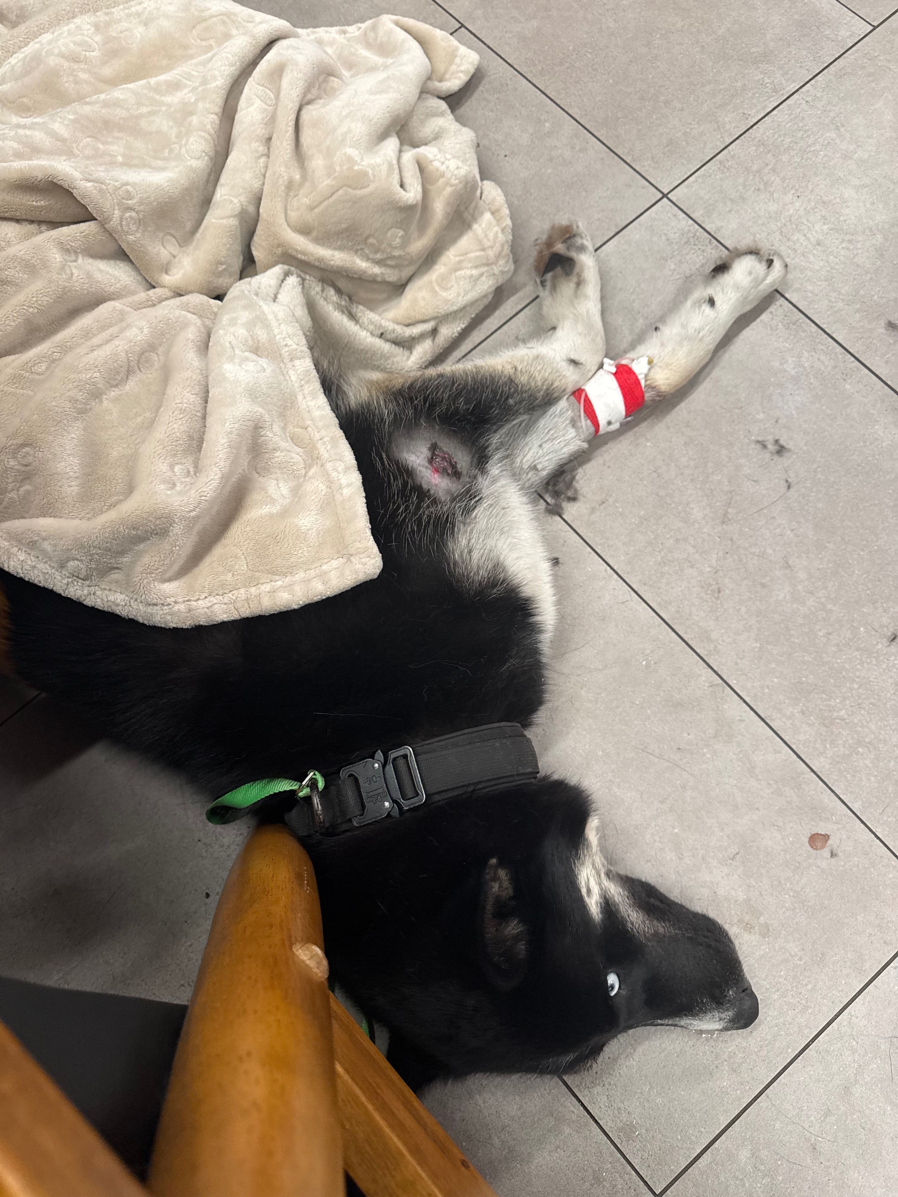 Help Ace Recover from a Pitbull Attack campaign photo, 2 of 6