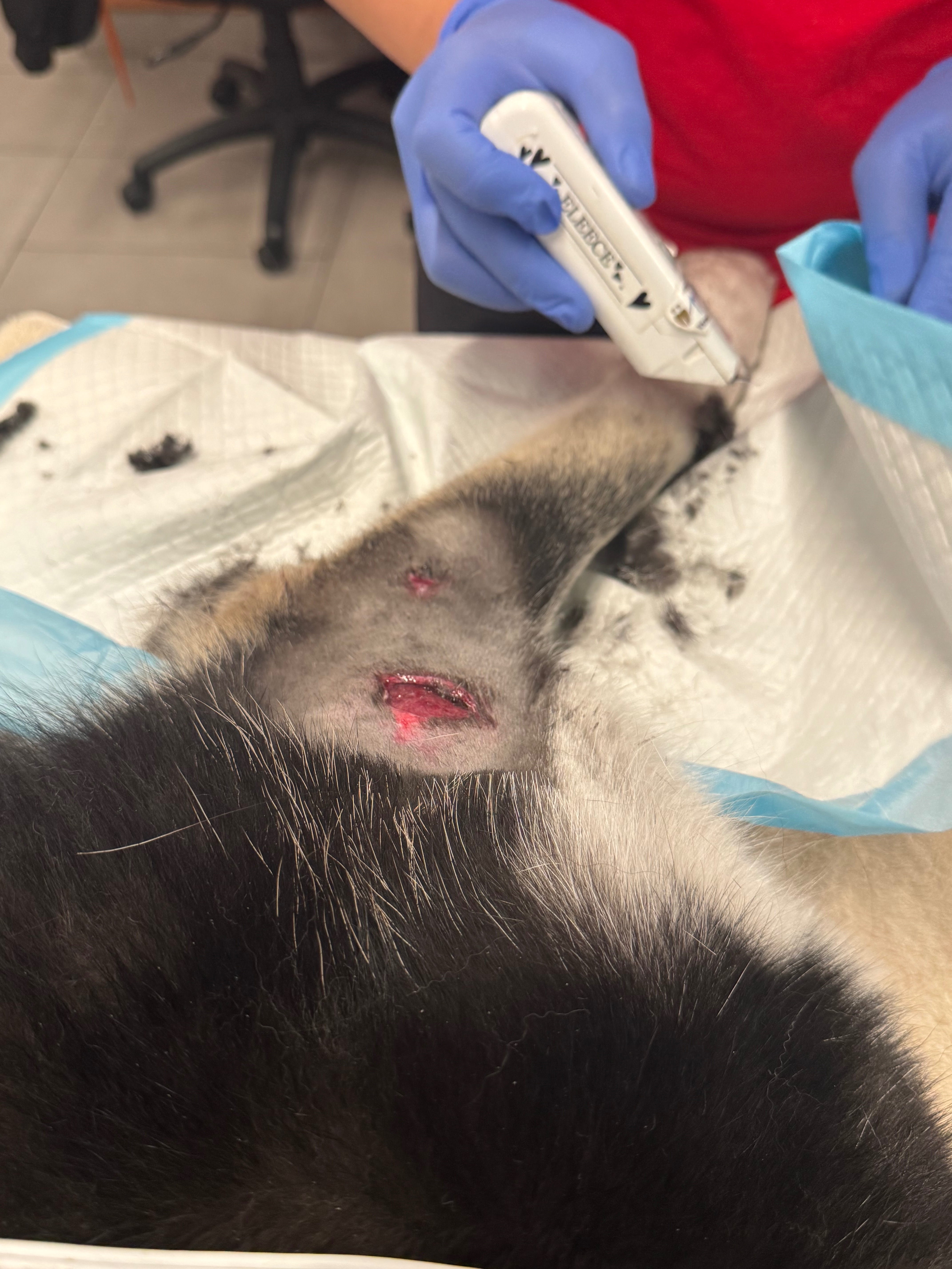 Help Ace Recover from a Pitbull Attack campaign photo, 4 of 6