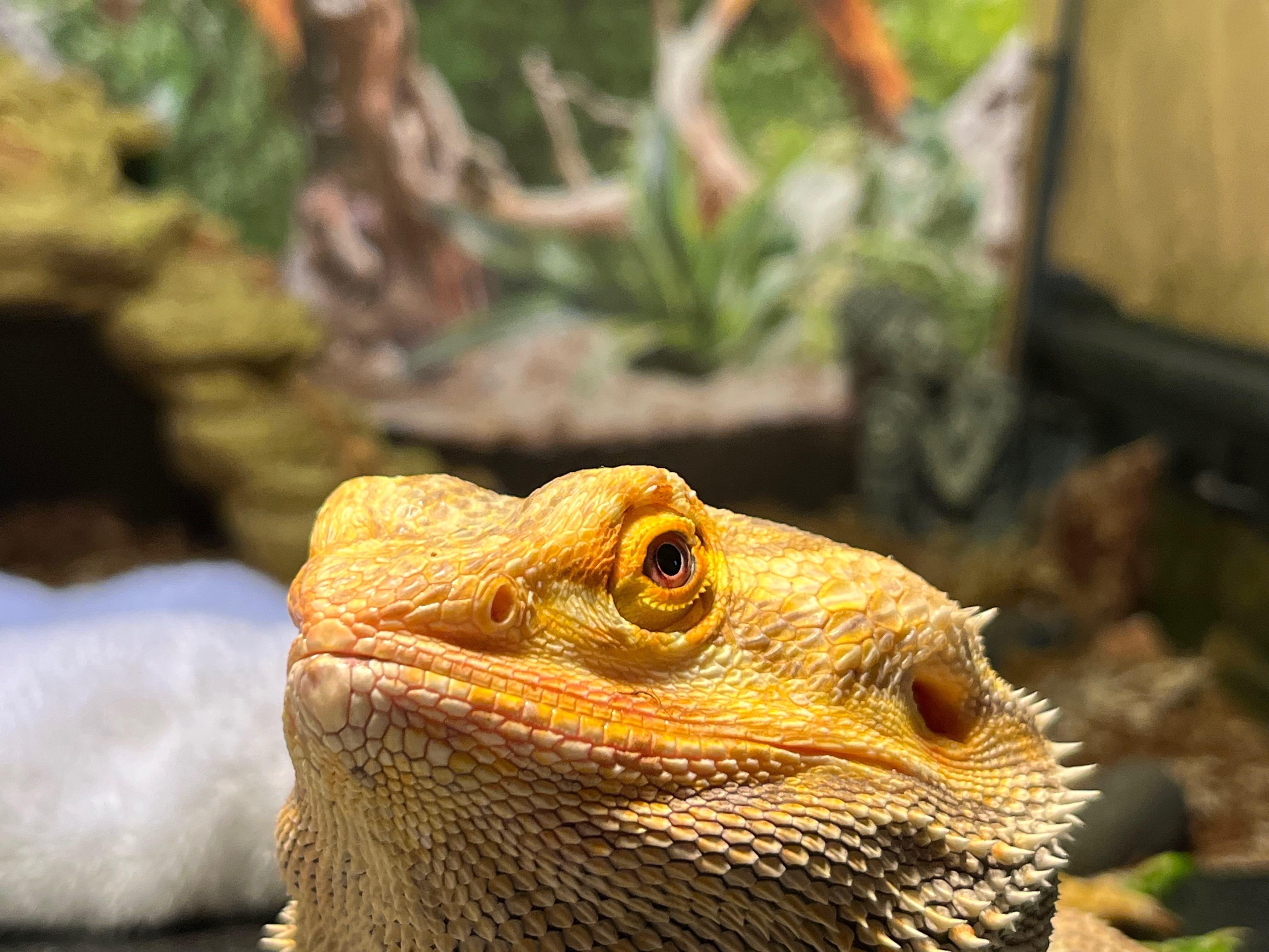 Help Spike Get the Medical Care He Needs campaign photo, 4 of 7