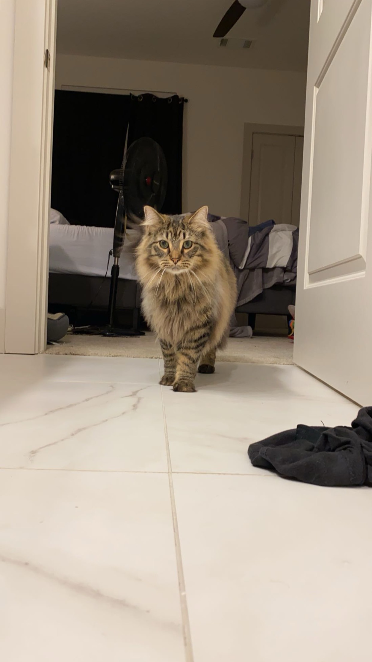 Help Enzo Fight Feline Urinary Obstruction campaign photo, 7 of 8