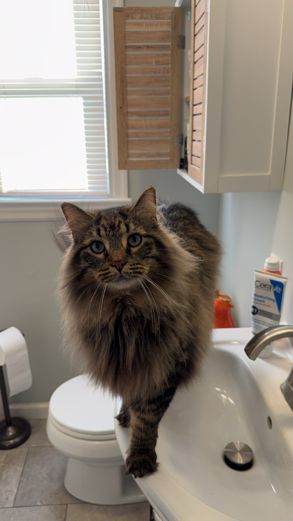Help Enzo Fight Feline Urinary Obstruction campaign photo, 2 of 8