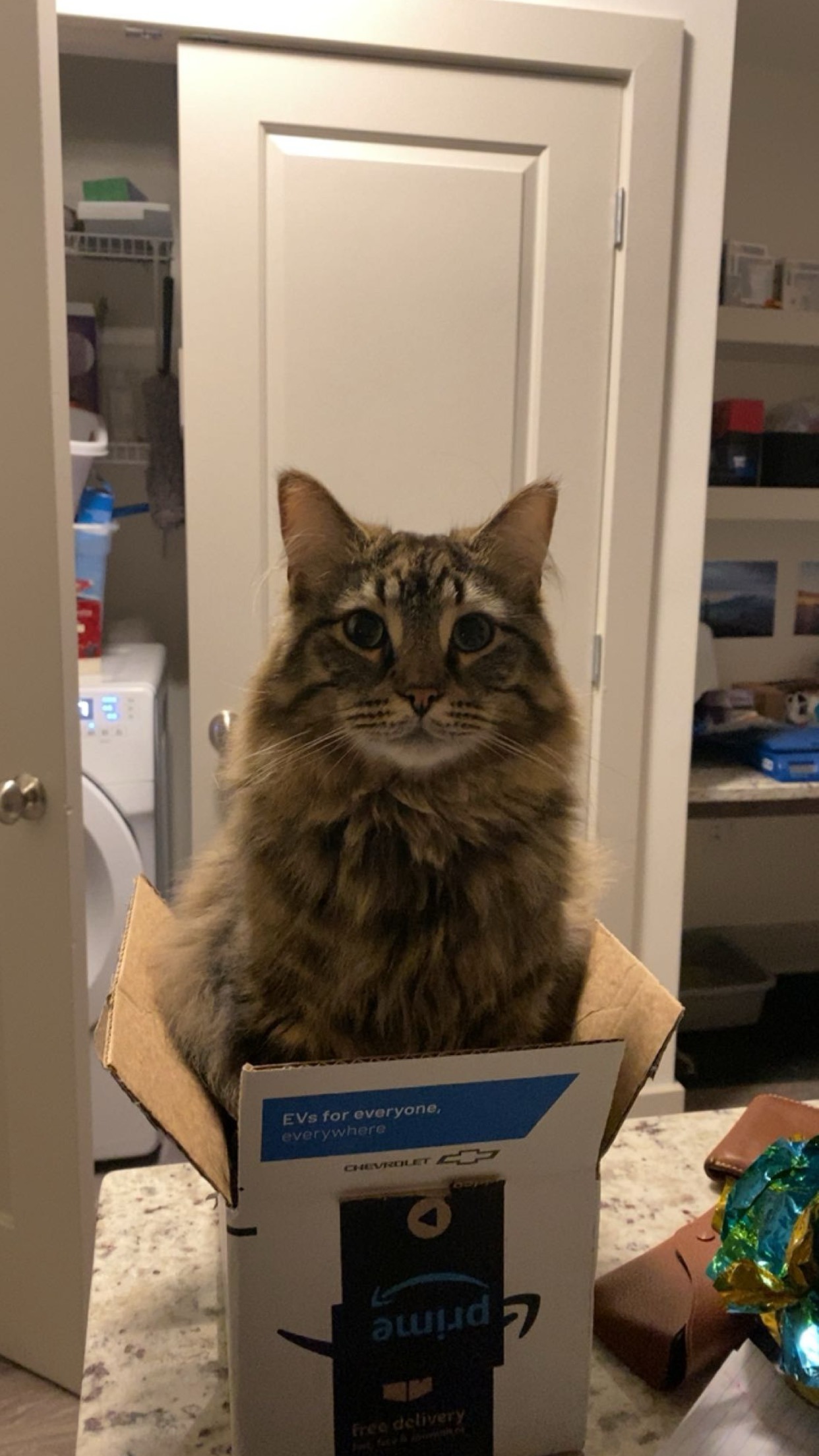 Help Enzo Fight Feline Urinary Obstruction campaign photo, 4 of 8