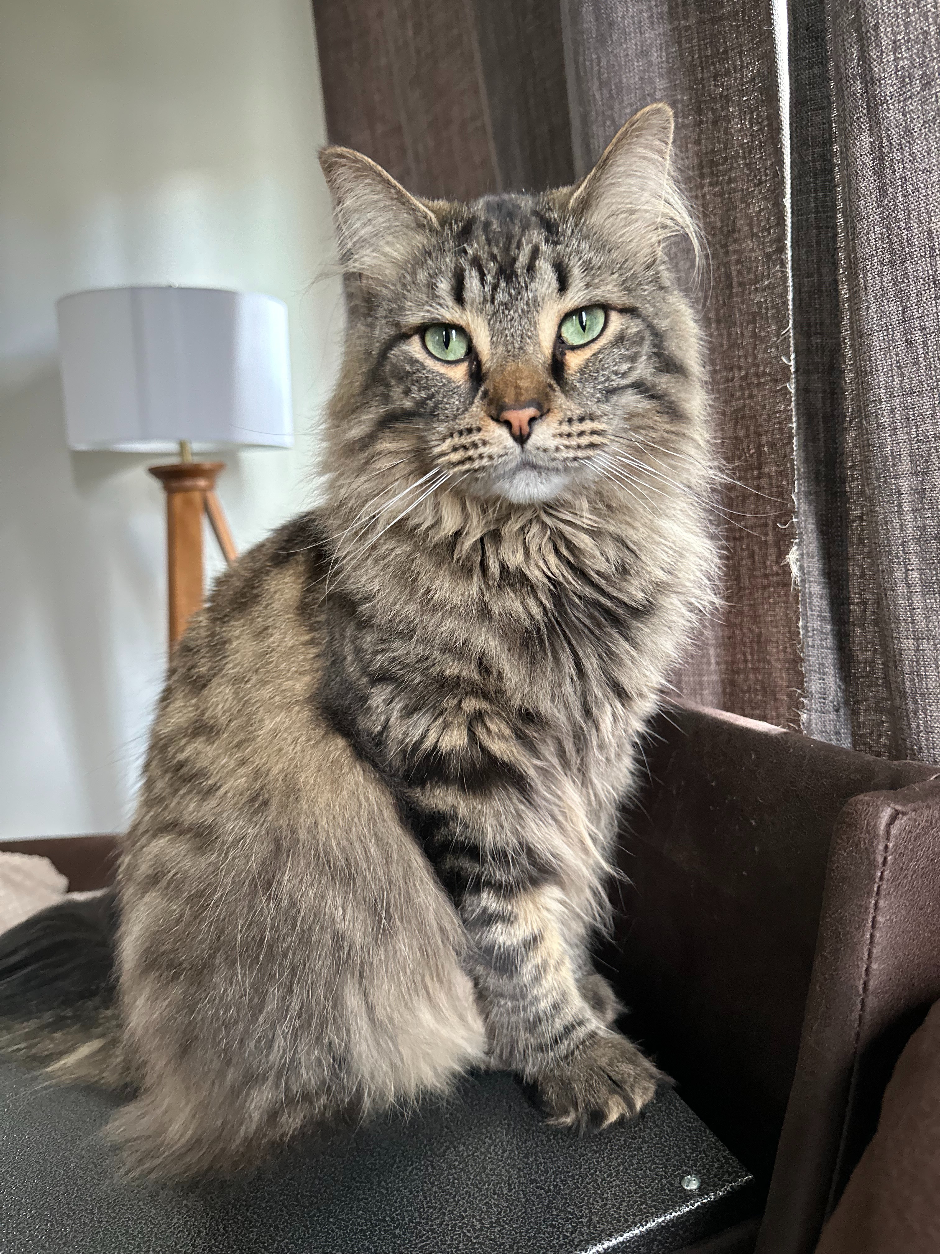 Help Enzo Fight Feline Urinary Obstruction campaign photo, 5 of 8