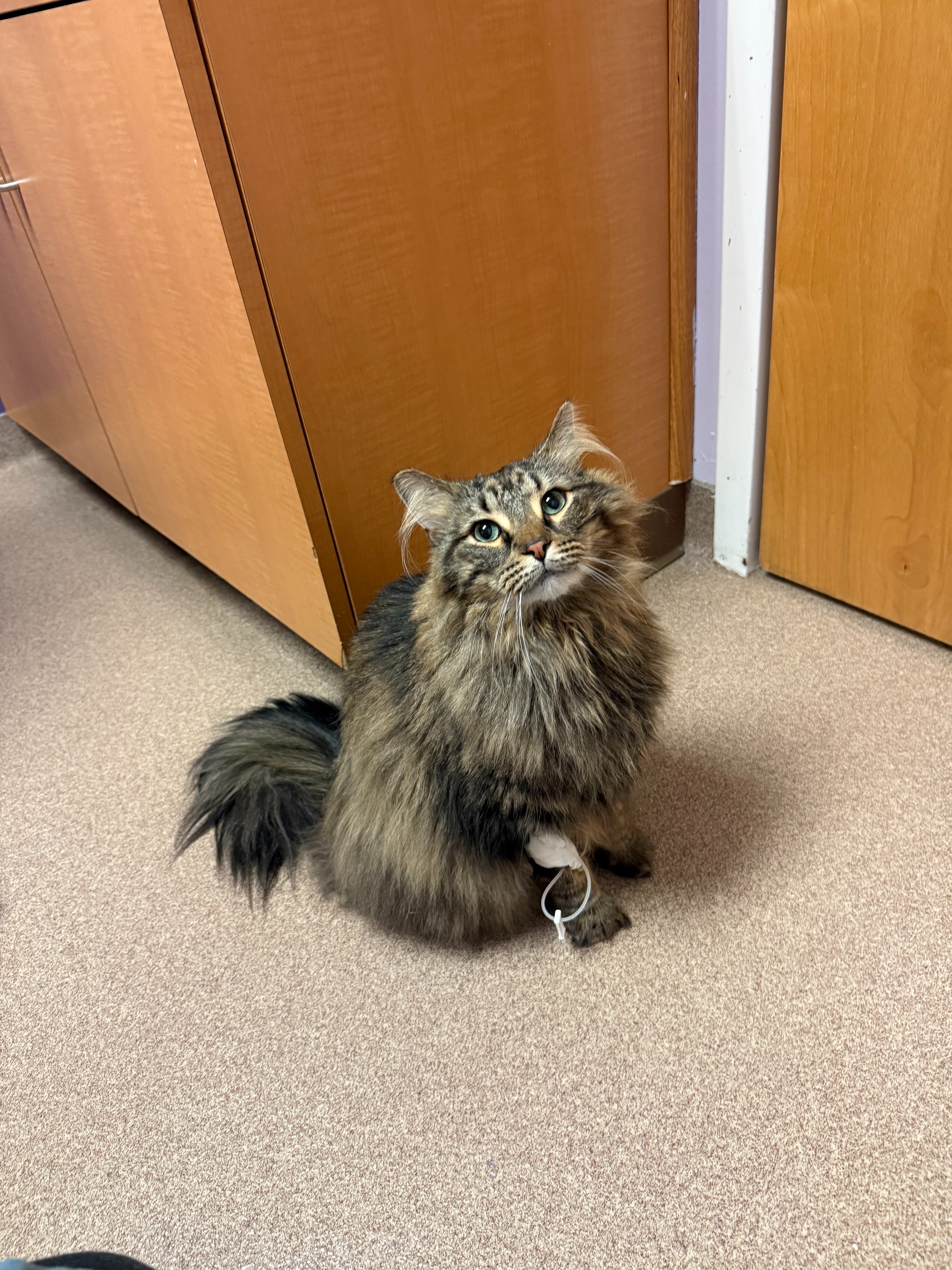 Help Enzo Fight Feline Urinary Obstruction campaign photo, 6 of 8