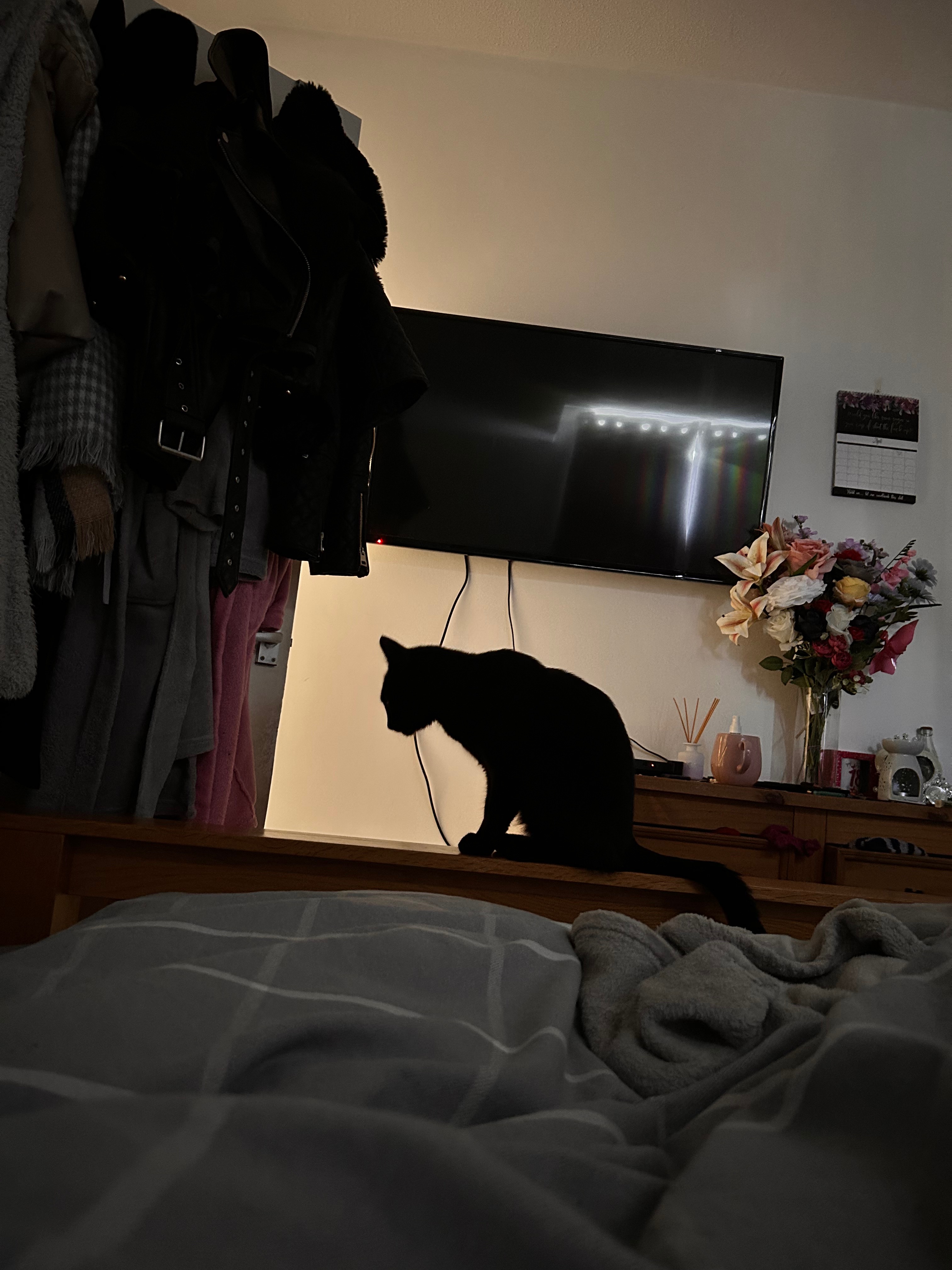 Dave the outlet cat campaign photo, 2 of 8