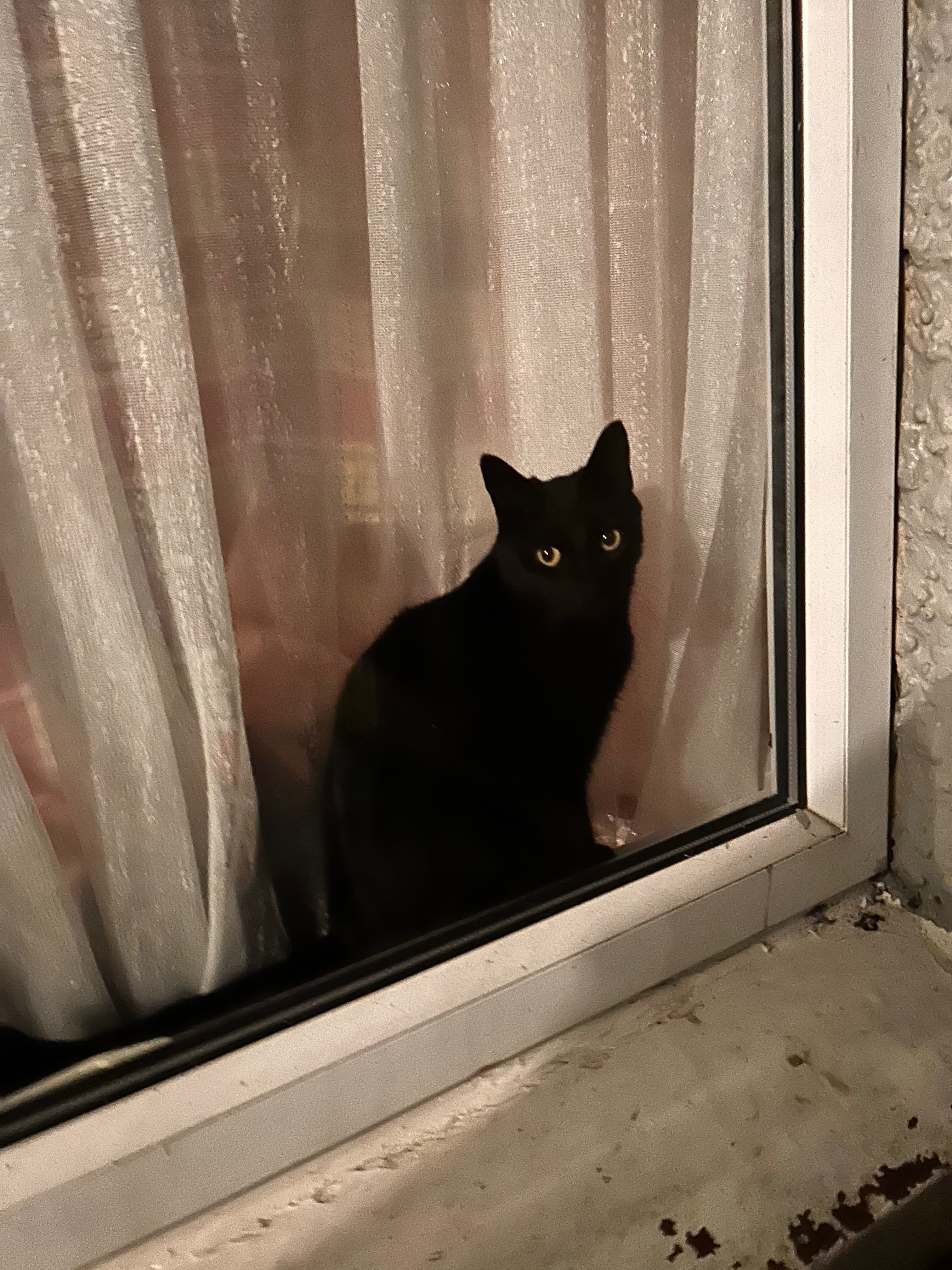 Dave the outlet cat campaign photo, 5 of 8