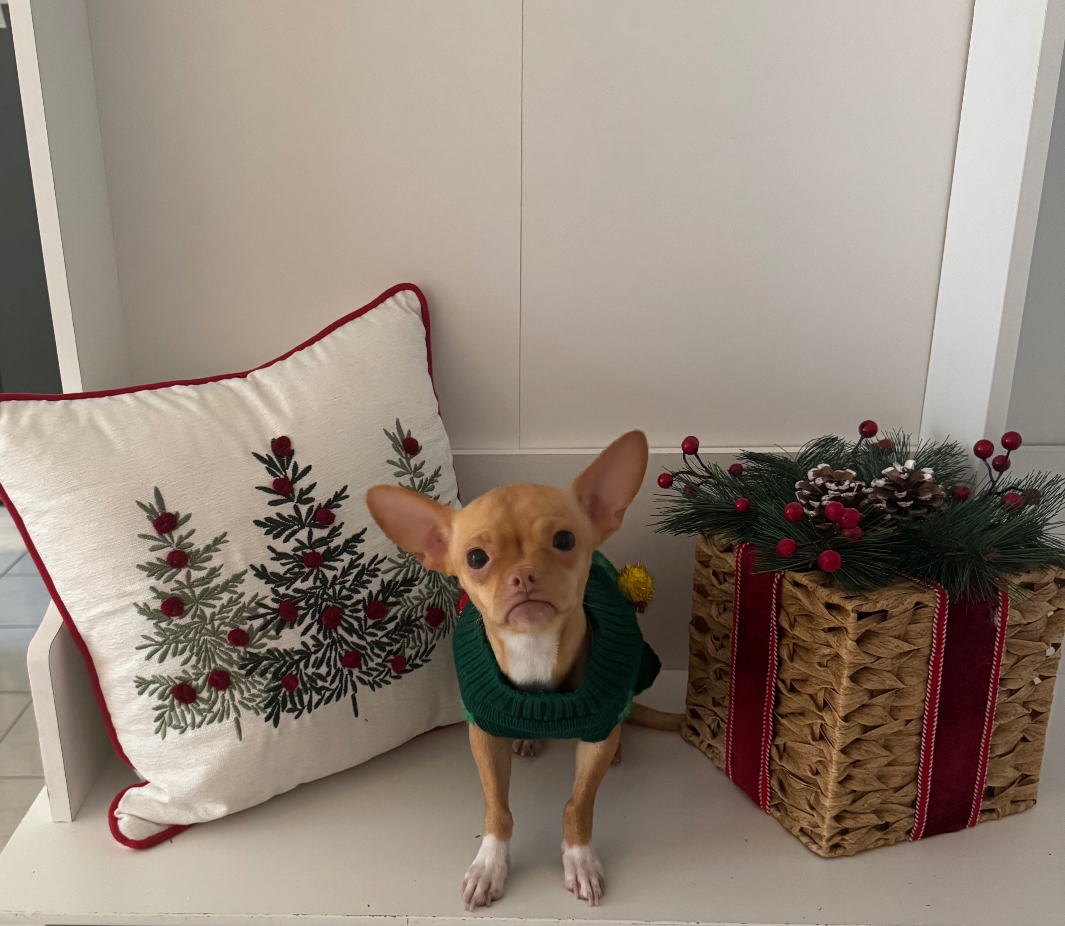 Support Hazel’s Urgent Spinal Surgery expenses campaign photo, 4 of 5