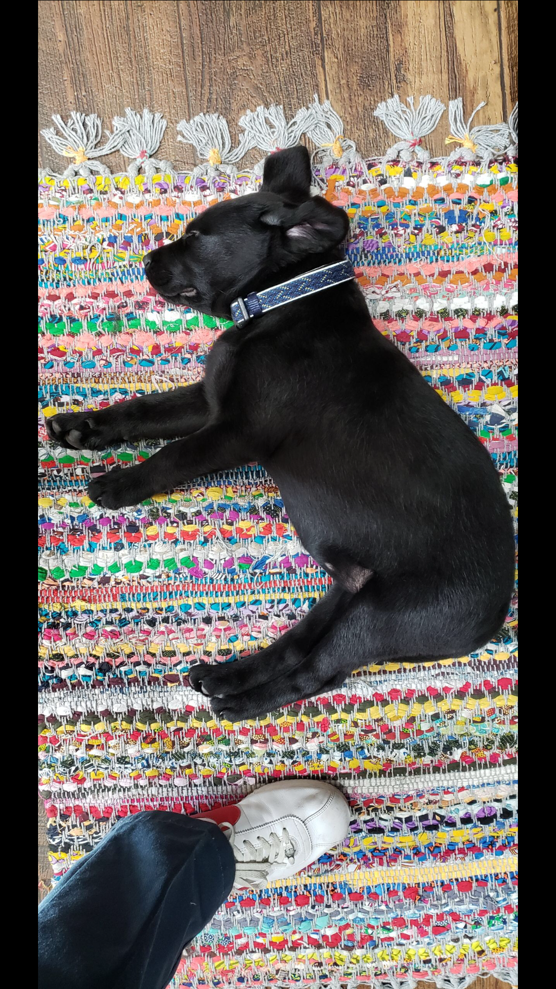 Help Luna Walk Again campaign photo, 5 of 8
