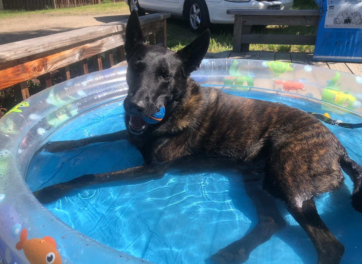 Help Trooper Get His TPLO Surgery campaign photo, 7 of 8