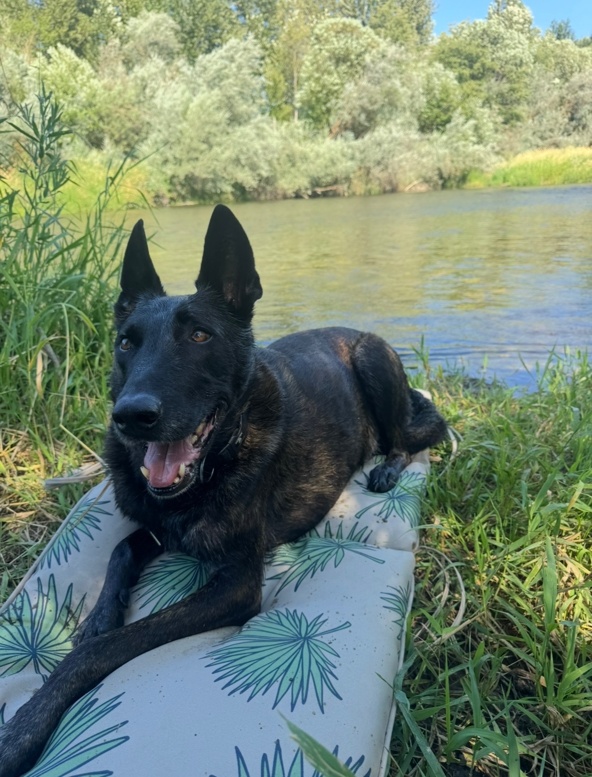 Help Trooper Get His TPLO Surgery campaign photo, 2 of 8