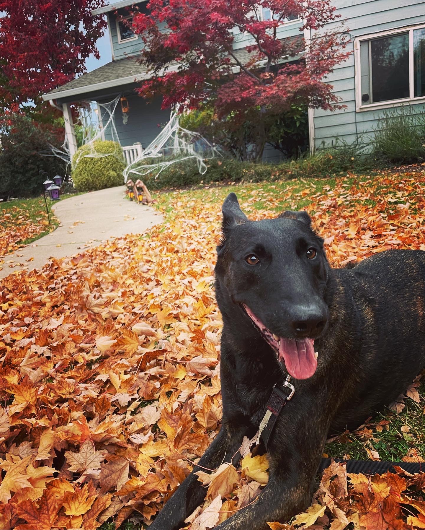 Help Trooper Get His TPLO Surgery campaign photo, 4 of 8
