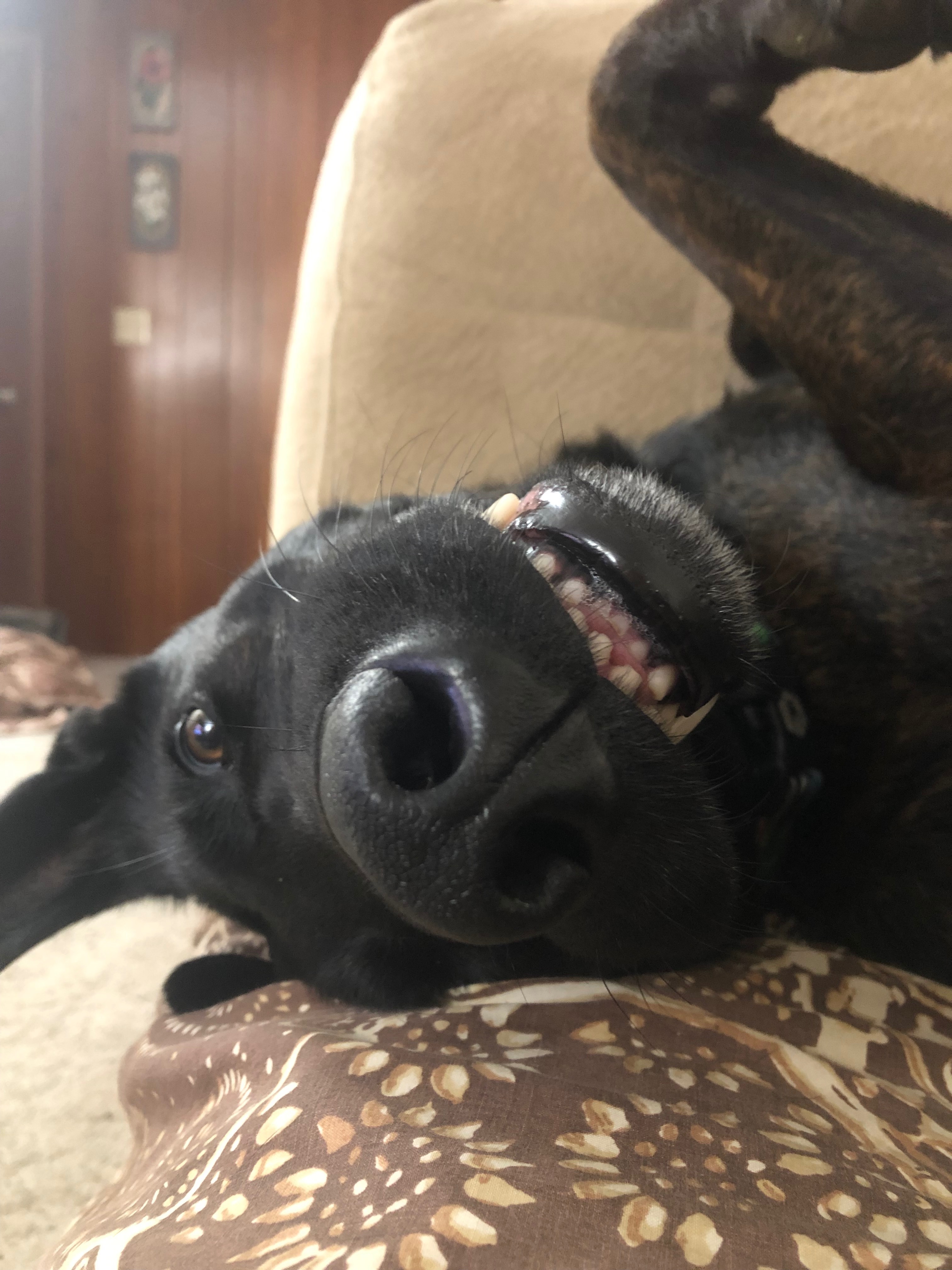 Help Trooper Get His TPLO Surgery campaign photo, 5 of 8