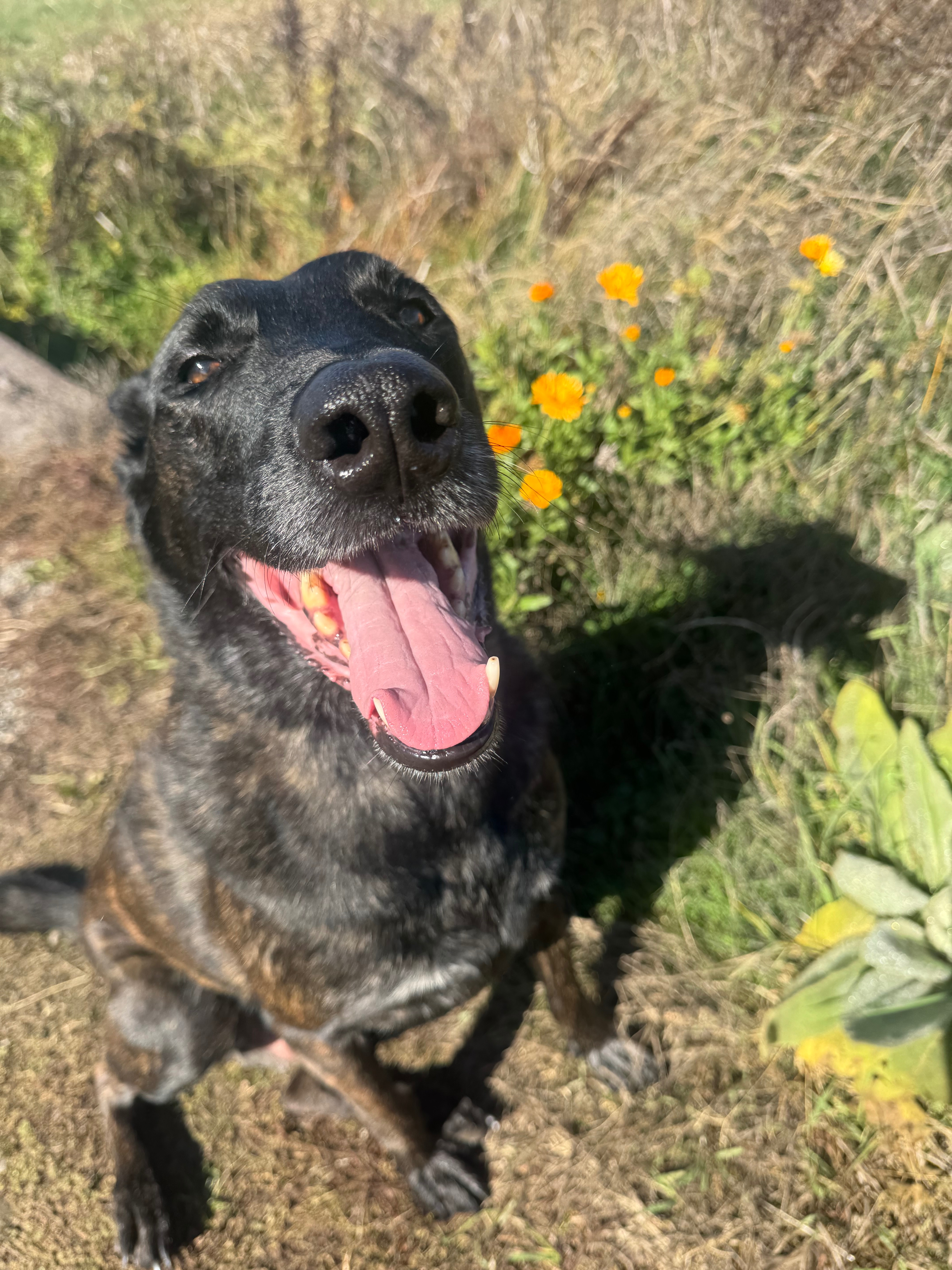 Help Trooper Get His TPLO Surgery campaign photo, 6 of 8
