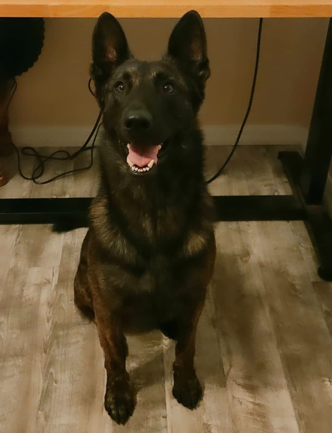 Help Red Get Life-Saving Surgery campaign photo, 2 of 7
