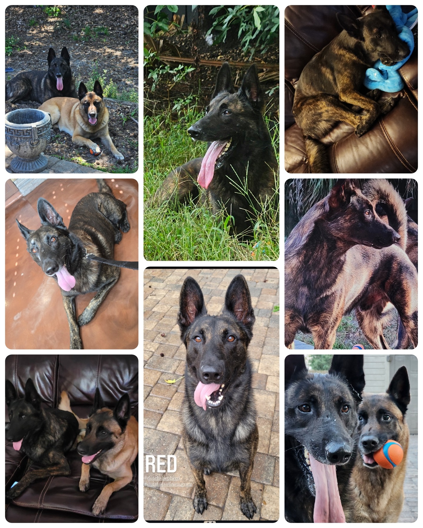 Help Red Get Life-Saving Surgery campaign photo, 4 of 7