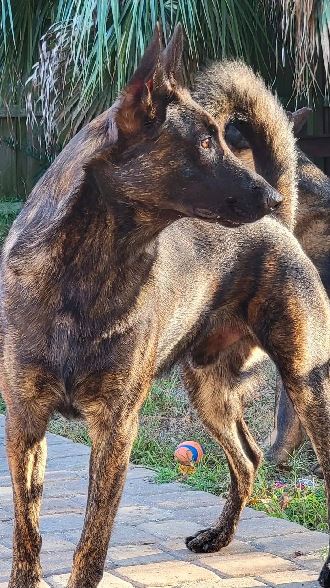 Help Red Get Life-Saving Surgery campaign photo, 5 of 7