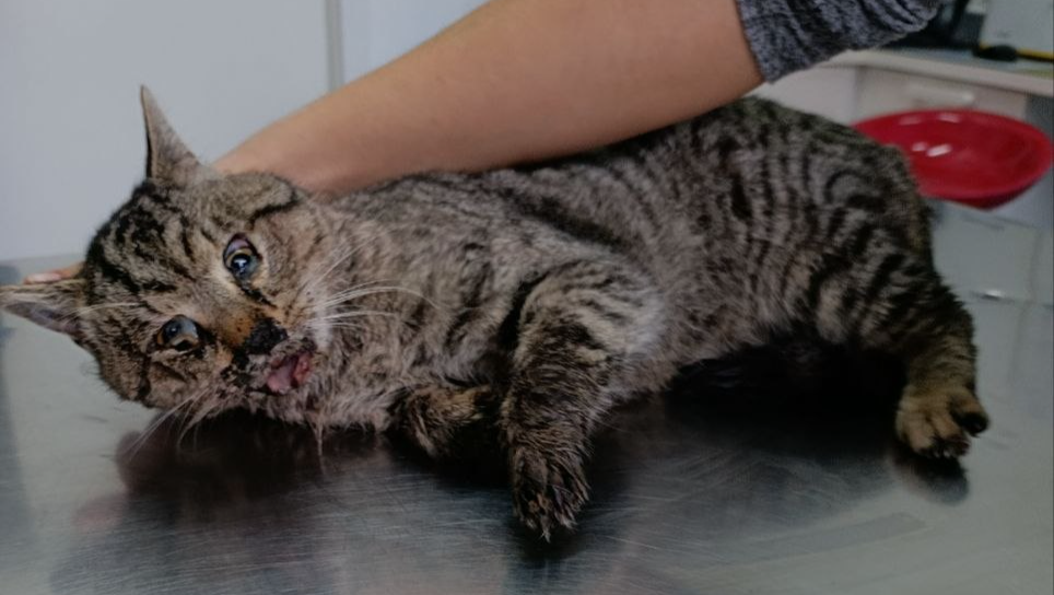 URGENTE : Salviamo Tigre, vittima della malvagità umana.