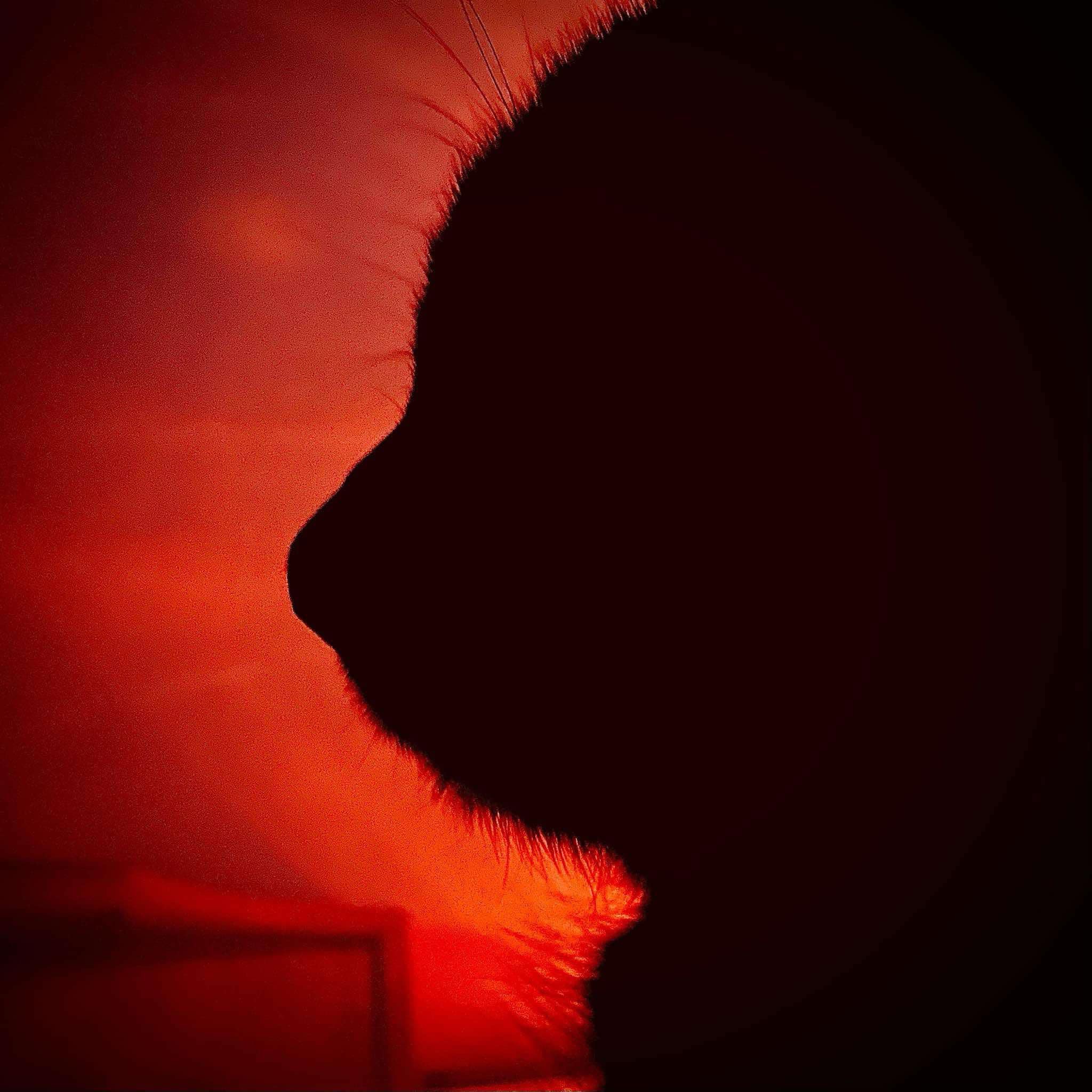 Help Us Memorialize Our Beloved Boop campaign photo, 4 of 7