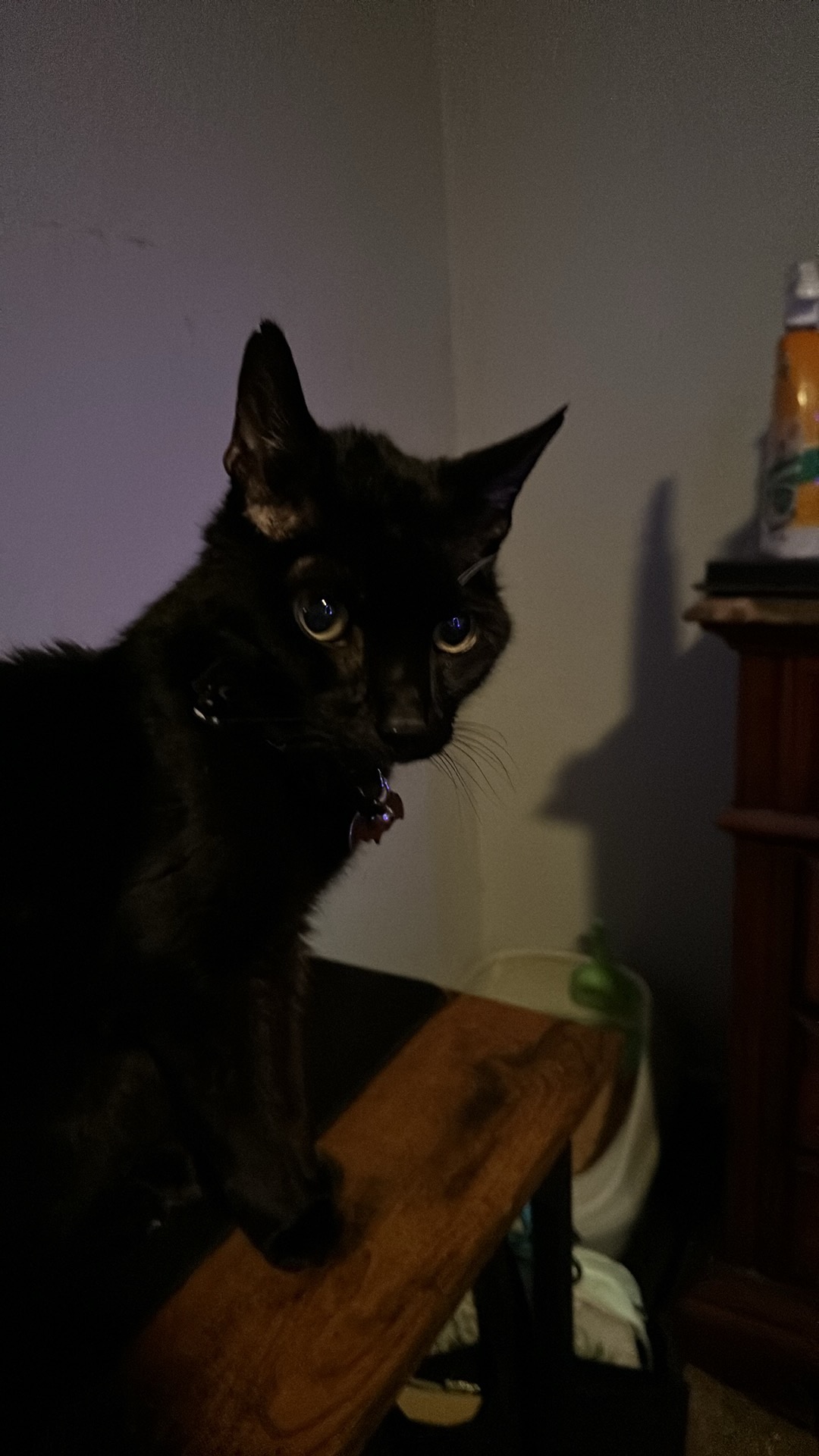 Help Us Memorialize Our Beloved Boop campaign photo, 2 of 7