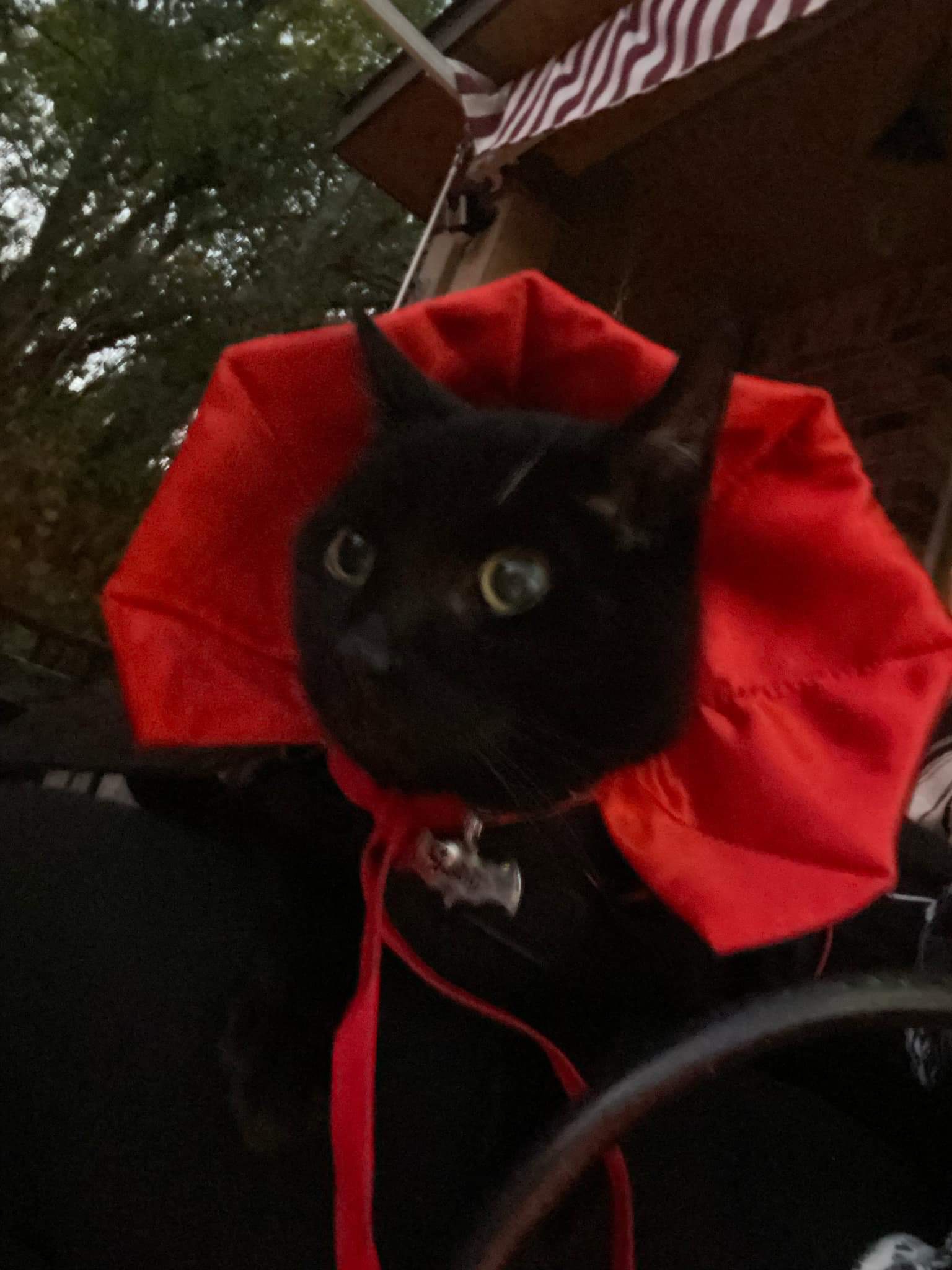 Help Us Memorialize Our Beloved Boop campaign photo, 6 of 7