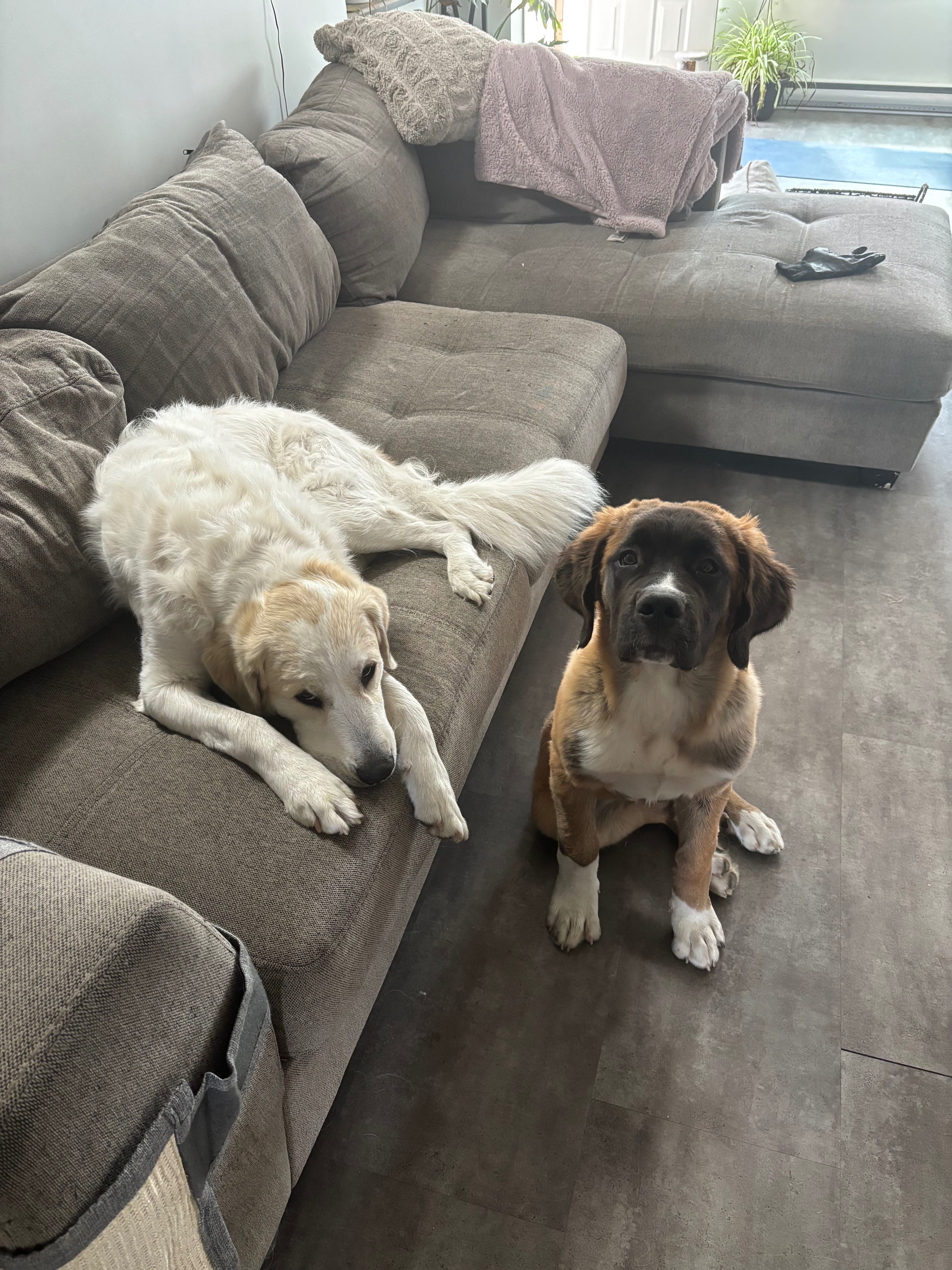 Vet costs for Aria campaign photo, 2 of 4