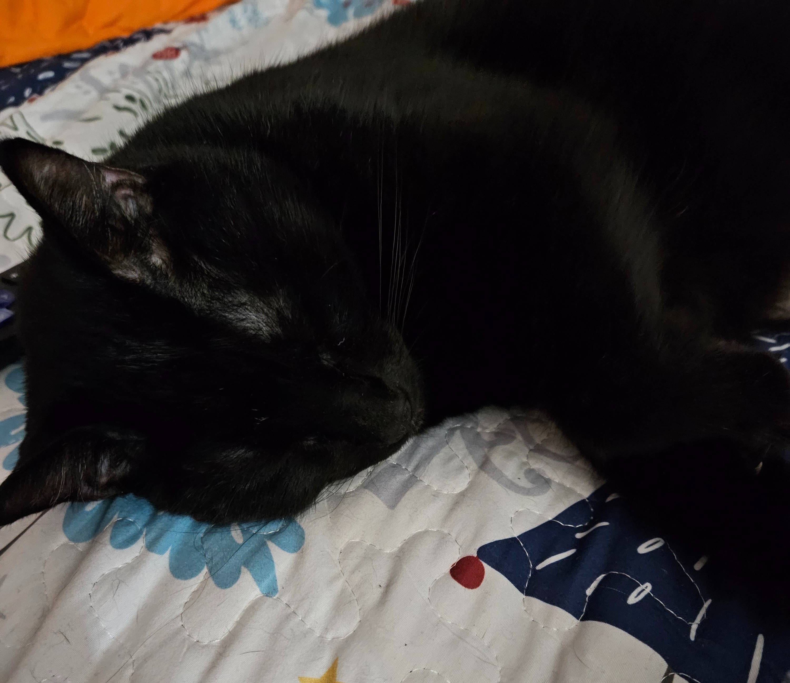 Support Stiles' Recovery from Pancreatitis campaign photo, 6 of 6