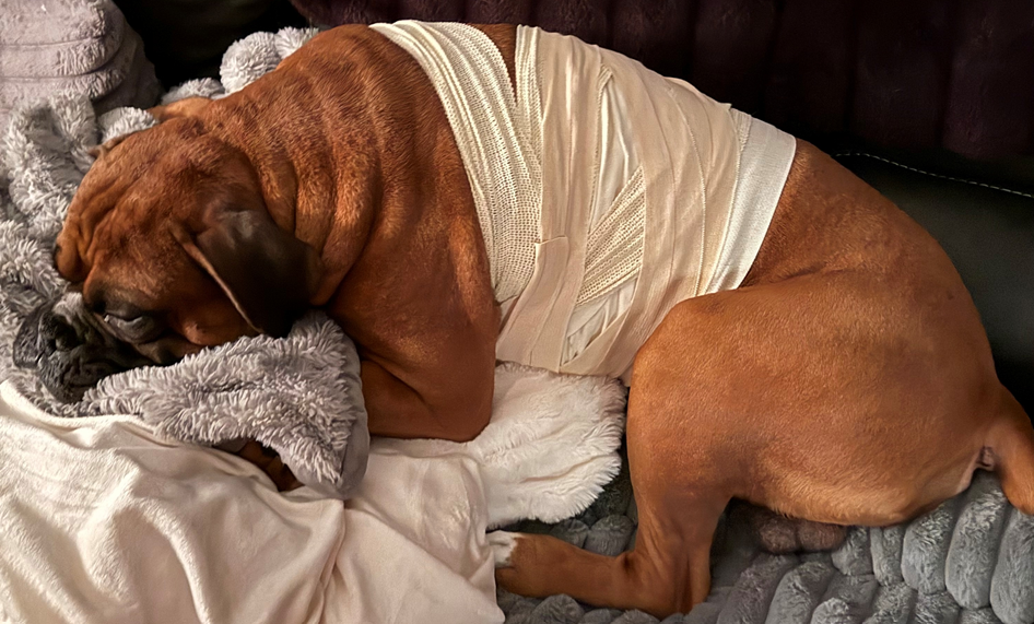 Can You Help Winston Fight Mast Cell Cancer? campaign photo, 2 of 7