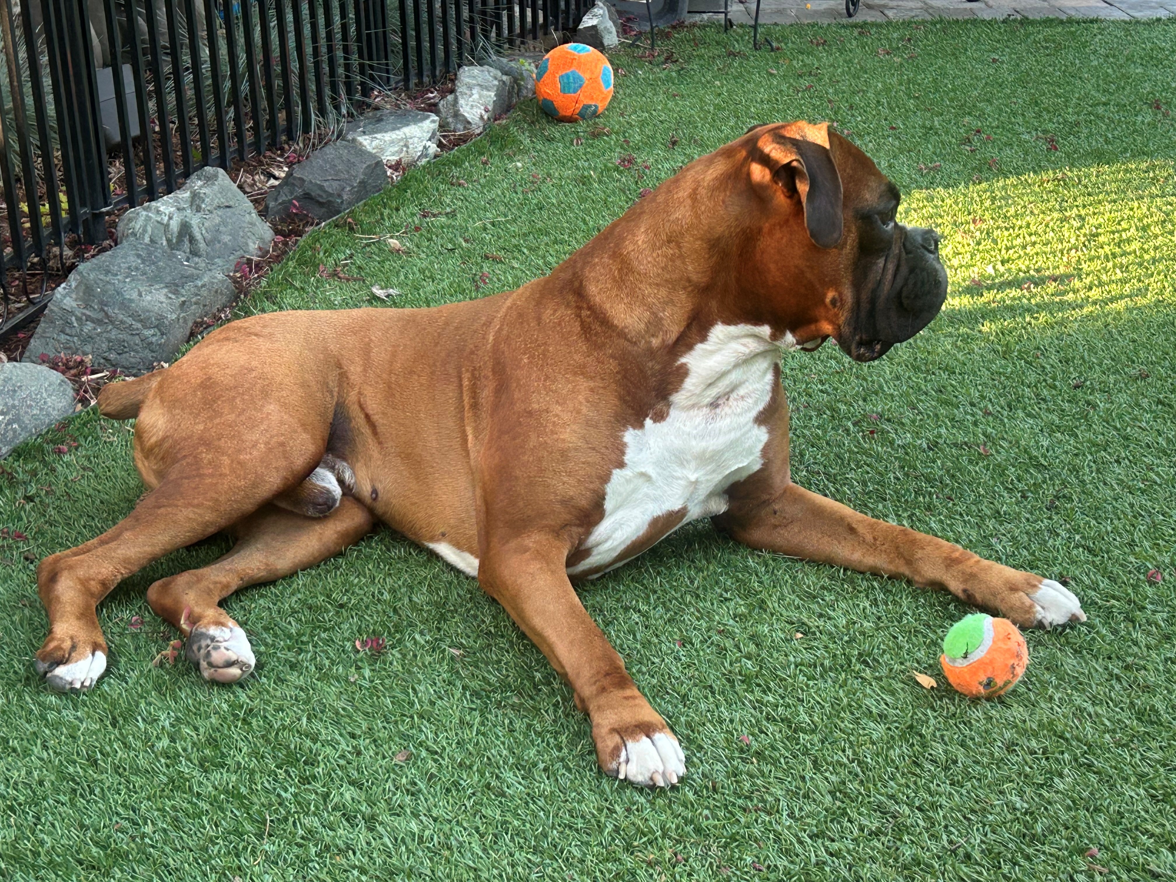 Can You Help Winston Fight Mast Cell Cancer? campaign photo, 4 of 7