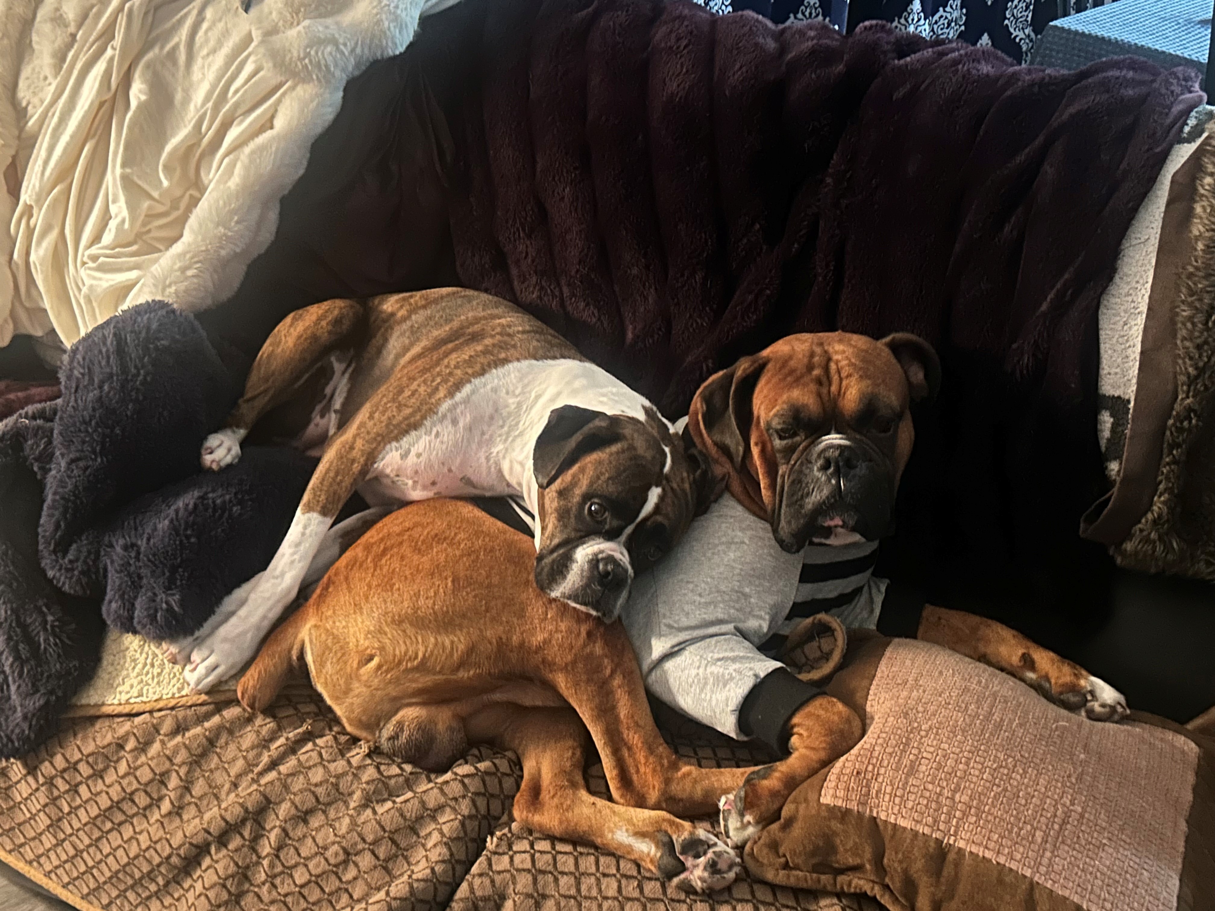 Can You Help Winston Fight Mast Cell Cancer? campaign photo, 5 of 7