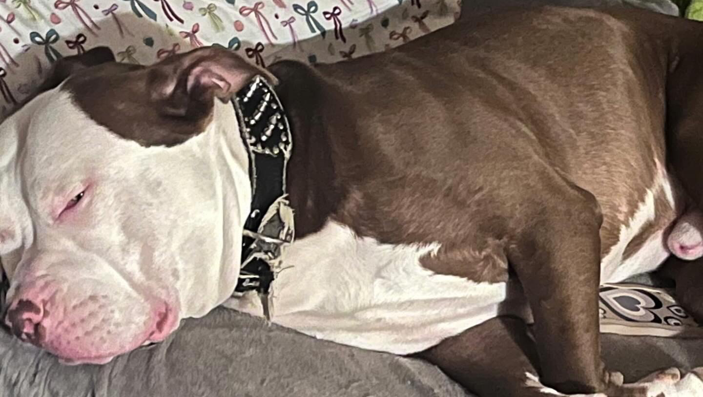 Support KOKO’s Vet Care Only Raising (120) More photo