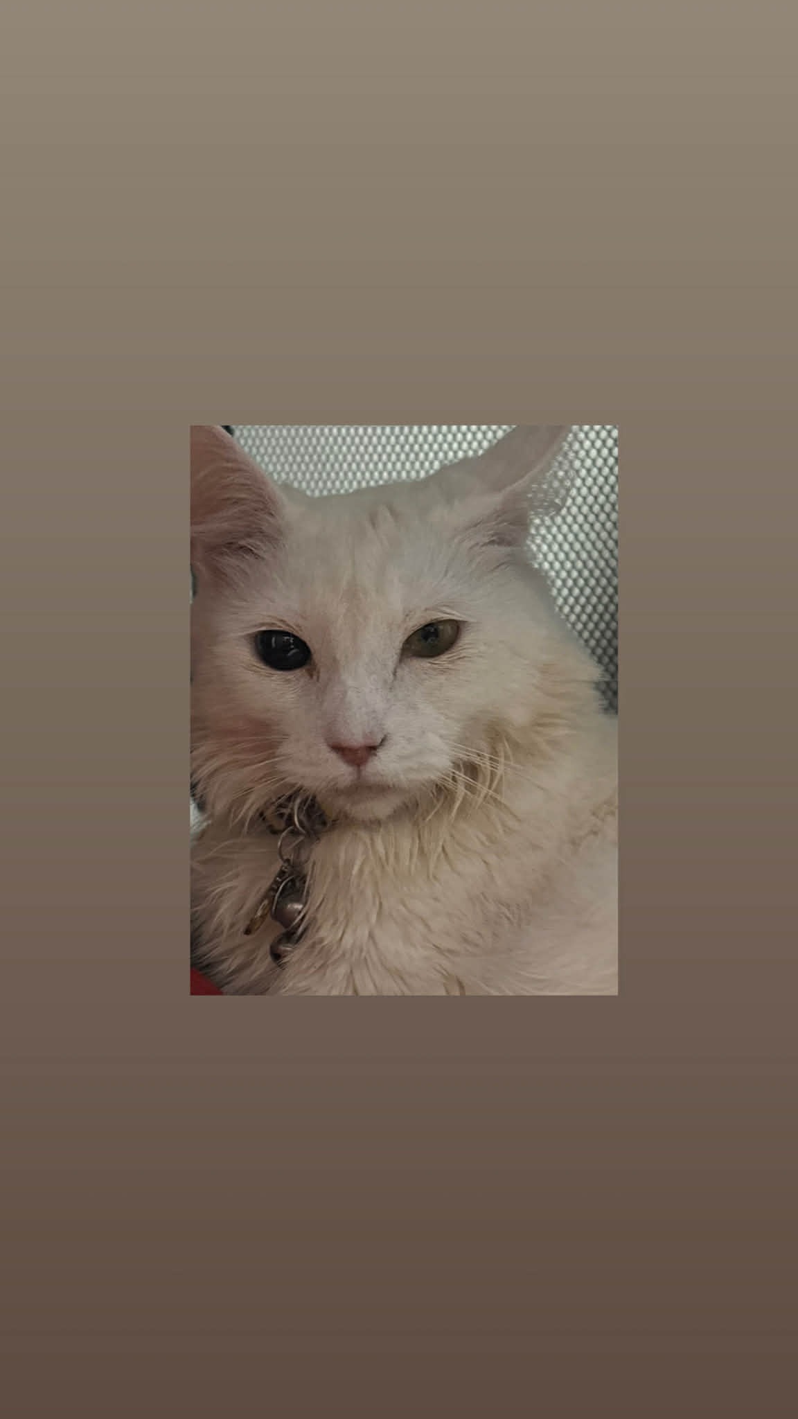 Princess Ash’s medical costs. campaign photo, 2 of 5