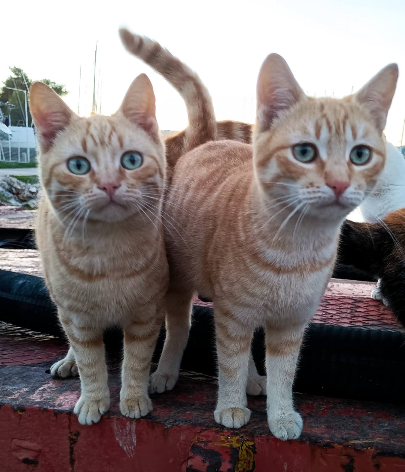 Kampagnen-Foto für Catcouse Project – Hilfe für Straßenkatzen, 2 von 8