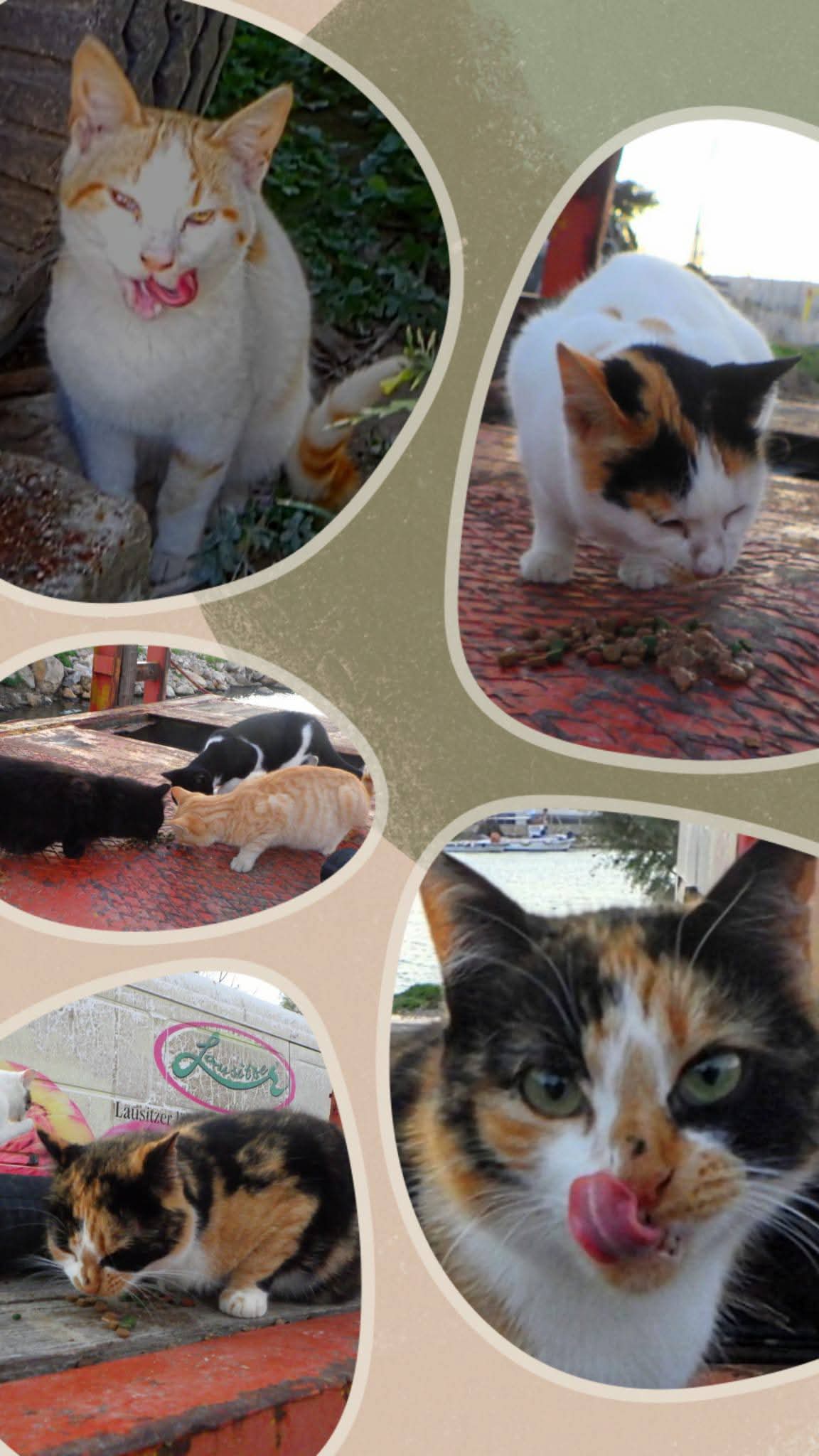 Kampagnen-Foto für Catcouse Project – Hilfe für Straßenkatzen, 4 von 8