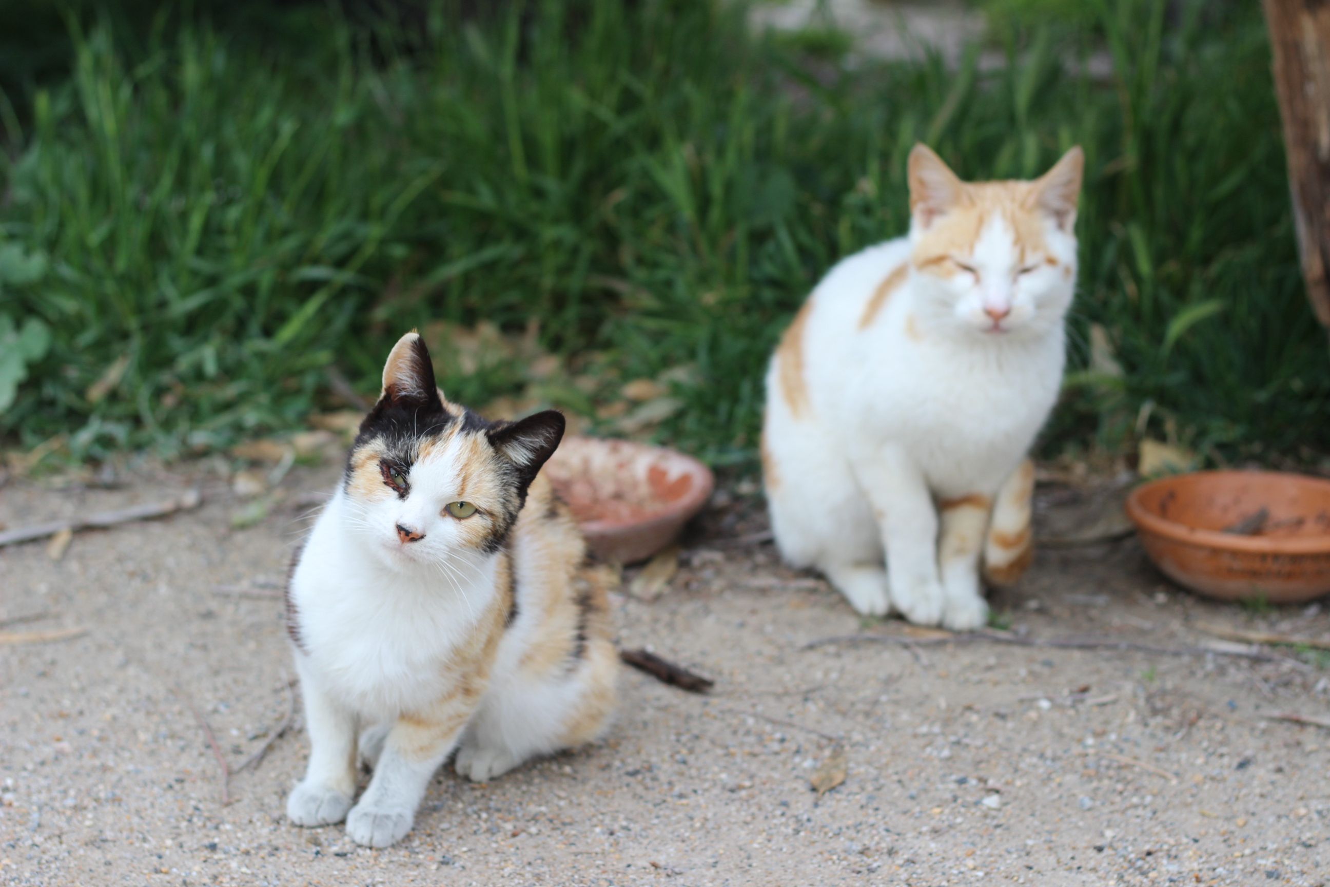 Kampagnen-Foto für Catcouse Project – Hilfe für Straßenkatzen, 6 von 8