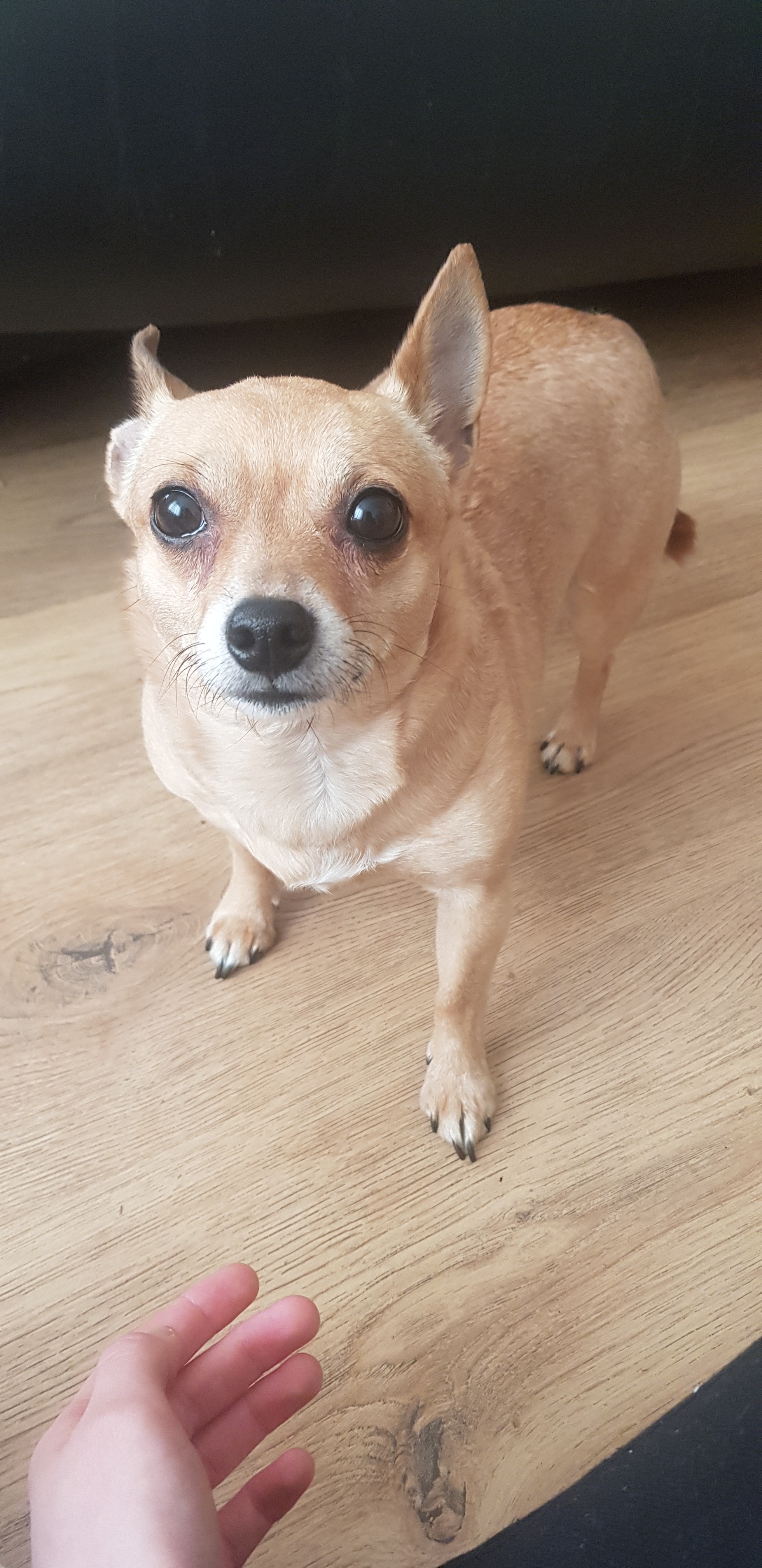 Help us say goodbye to Maisy campaign photo, 5 of 6