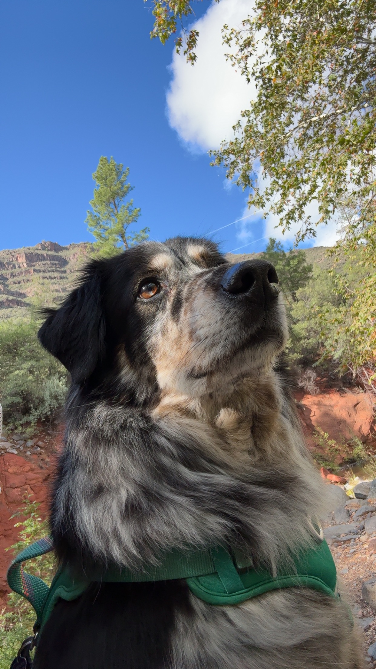 Please help me help Jasper campaign photo, 2 of 8