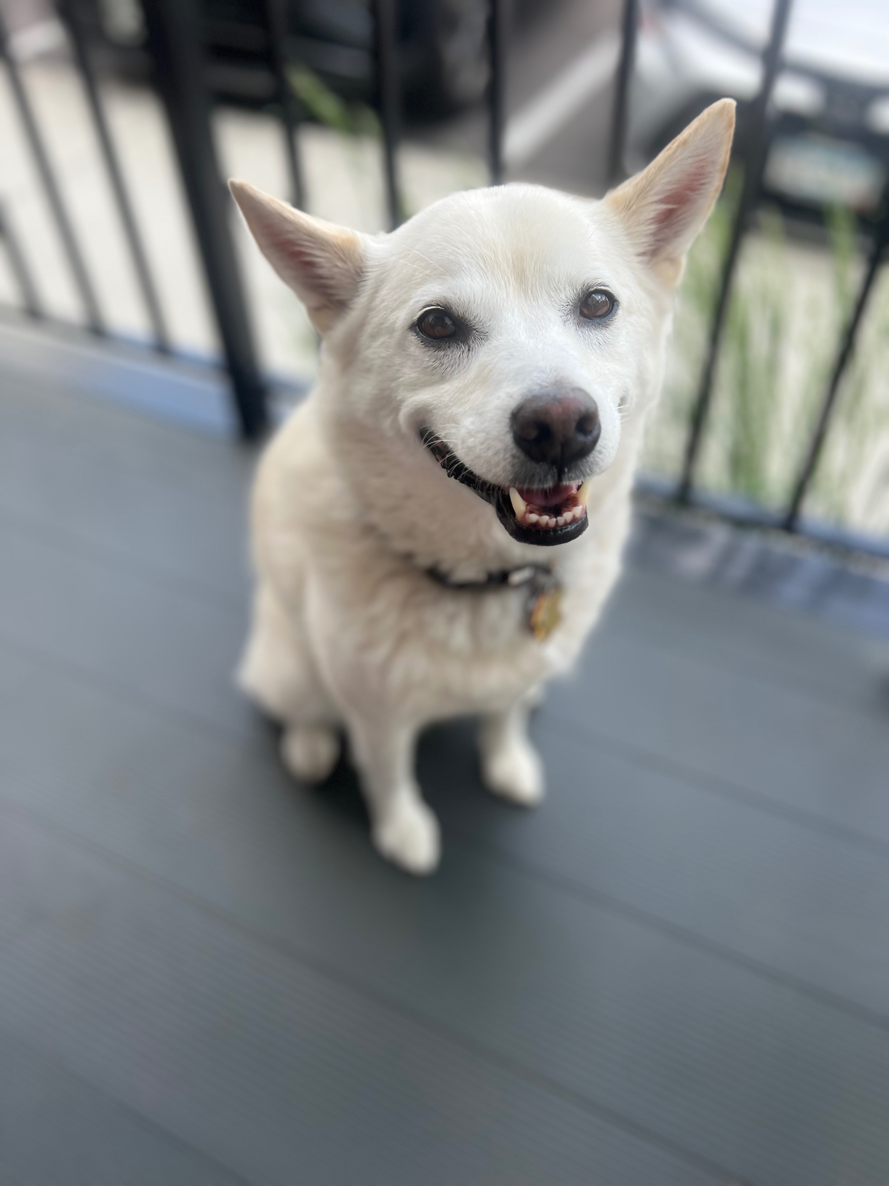 Support Maggie’s TPLO Surgery and Recovery campaign photo, 7 of 8