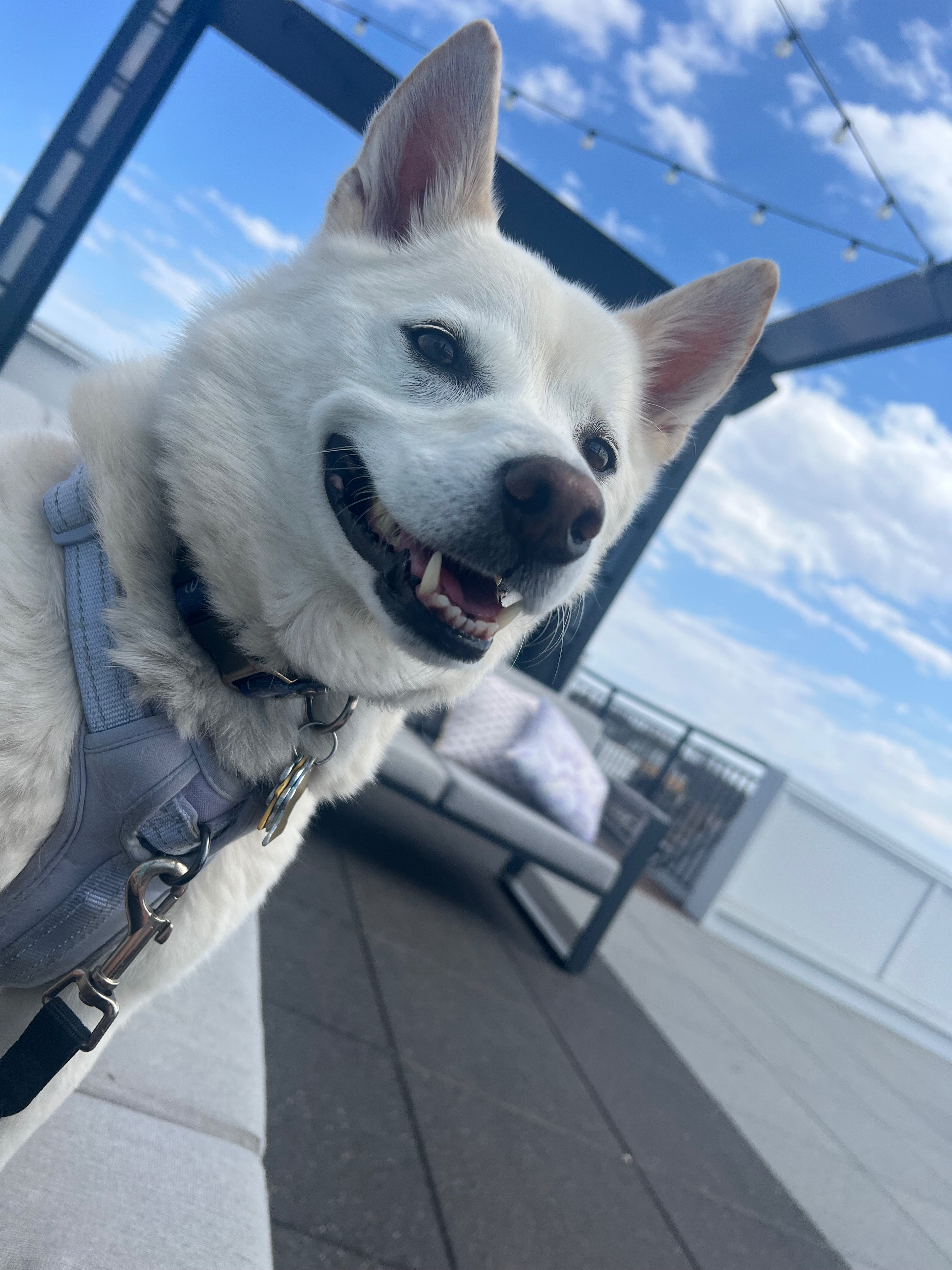 Support Maggie’s TPLO Surgery and Recovery campaign photo, 2 of 8