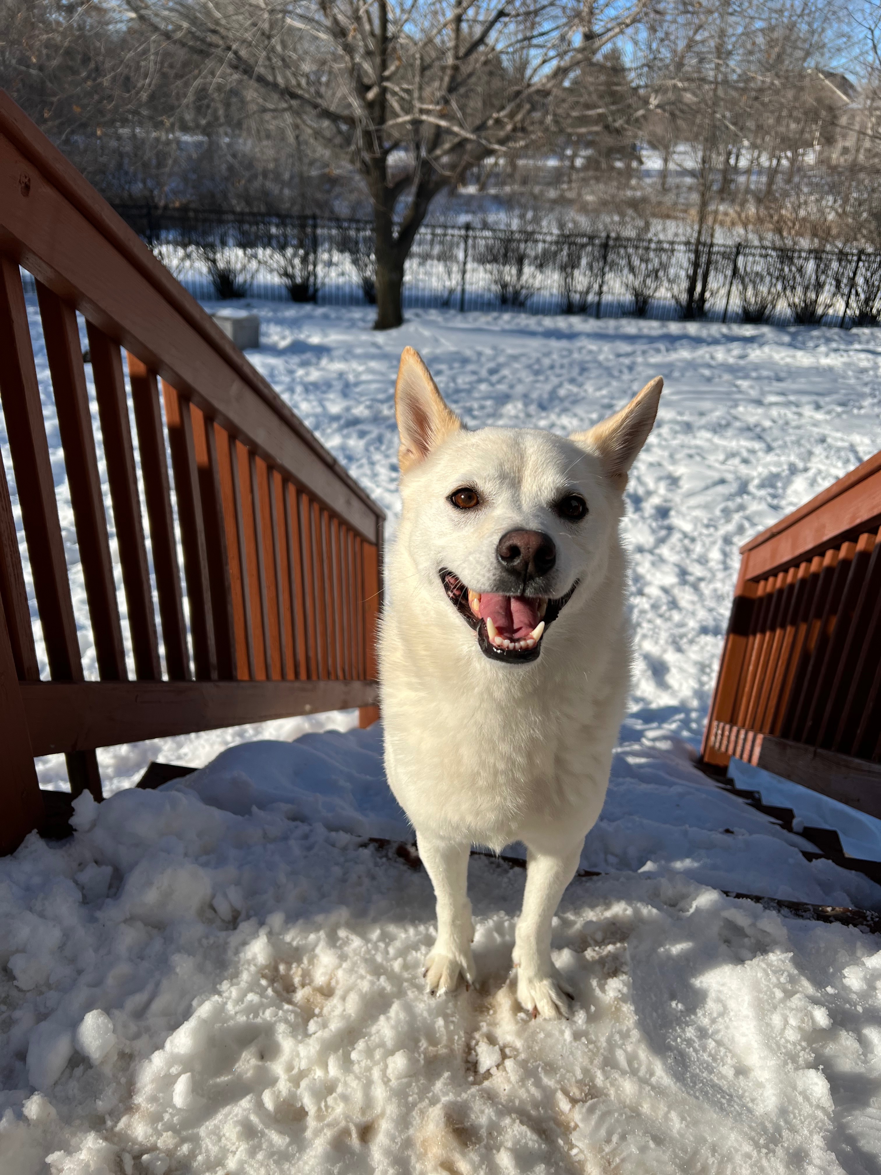 Support Maggie’s TPLO Surgery and Recovery campaign photo, 5 of 8
