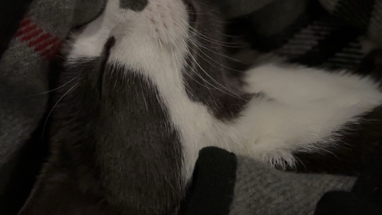 Healing Hope for Cookie’s Recovery
