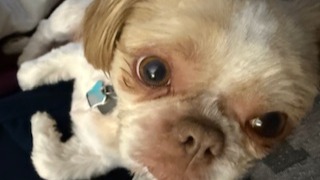 Emergency Vet Care Needed to Save Coco Bean's Life photo