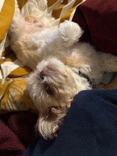 Emergency Vet Care Needed to Save Coco Bean's Life campaign photo, 2 of 8