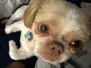 Emergency Vet Care Needed to Save Coco Bean's Life campaign photo, 7 of 8